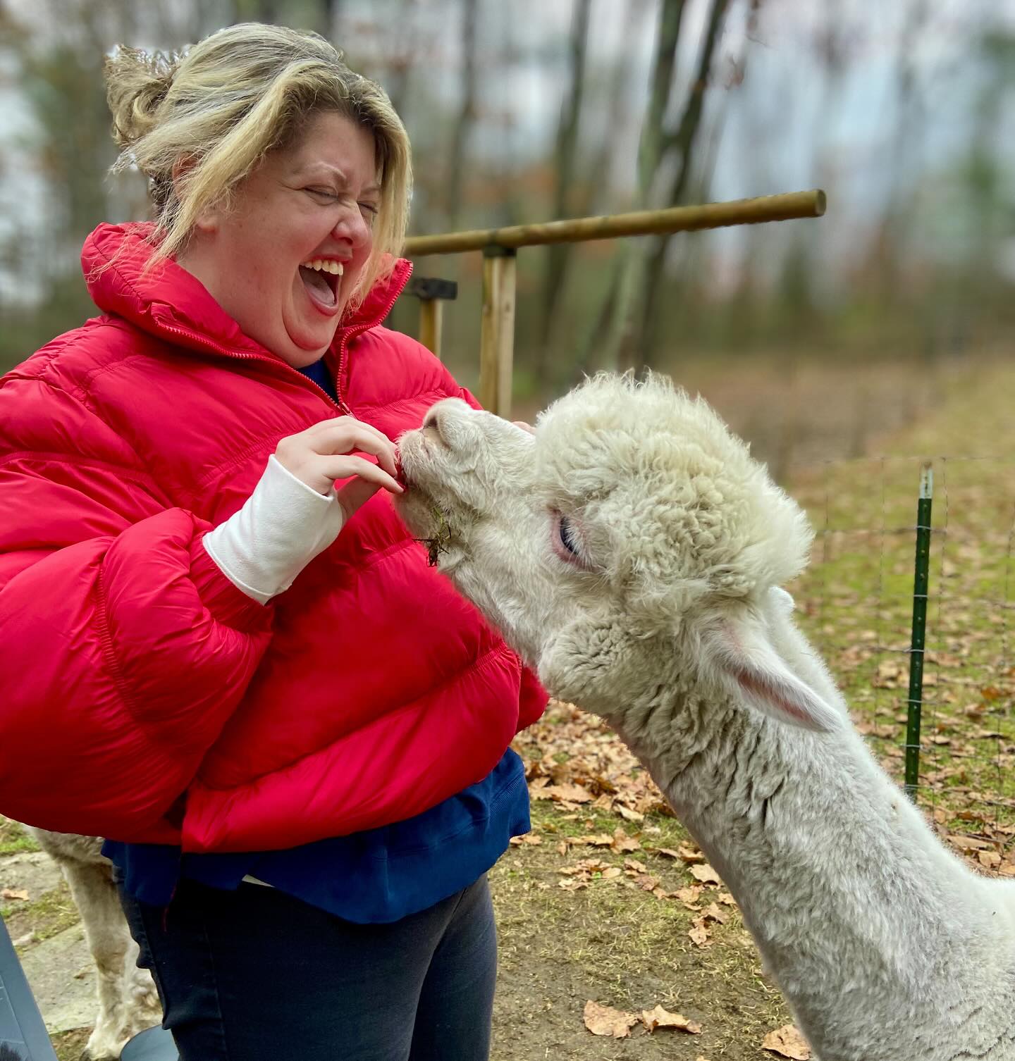 Have you ever fed an alpaca? Would you try it? Alpacas & Cupcakes.
Link in bio to book your alpaca experience.
#alpaca #alpacafarm #cupcakes #alpacasofinstagram #maine #maineexperience #eventbrite #westportisland #lulusbarn #thingstodoinmaine #fyp