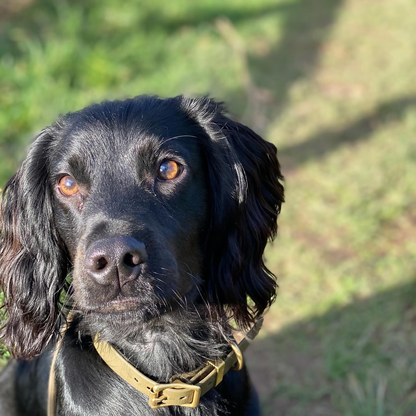 What a handsome chap
#chalfontstpeter #chalfontstgiles #gerrardscross #dogwalker #dogwalking #dogwalkerchalfontstpeter #dogwalkergerrardscross #dogtrainer #dogtraining #cockerspaniel #workingcockerspaniel #spaniel
