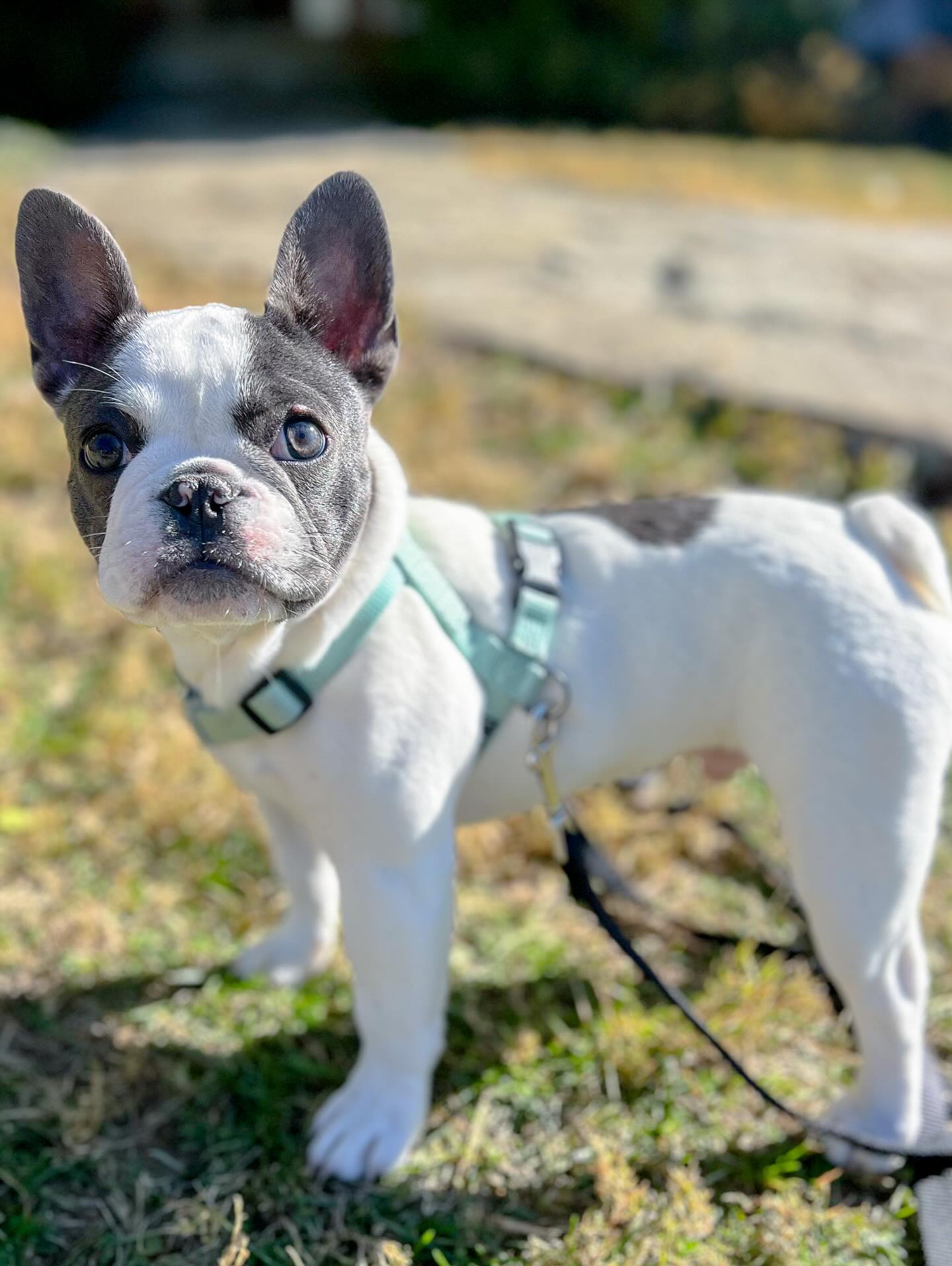 Bonjour, petit chiot! 🇫🇷🐾
Foundation behaviors? Oui! ✔️
Early desensitization + counterconditioning for those “hmm… not so sure” moments? Oui! ✔️
This little Frenchie and his guardian are an amazing team!! 🩵 Très bien!