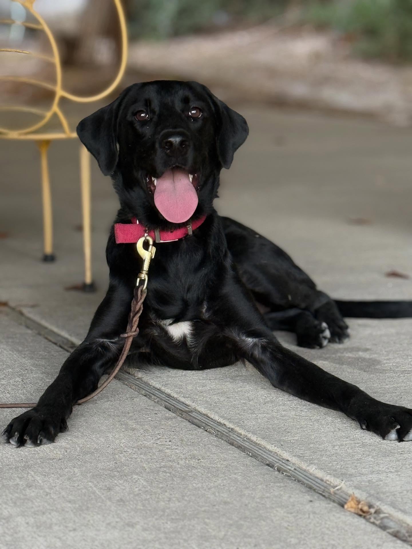 Mr goose is going home to his handler today
