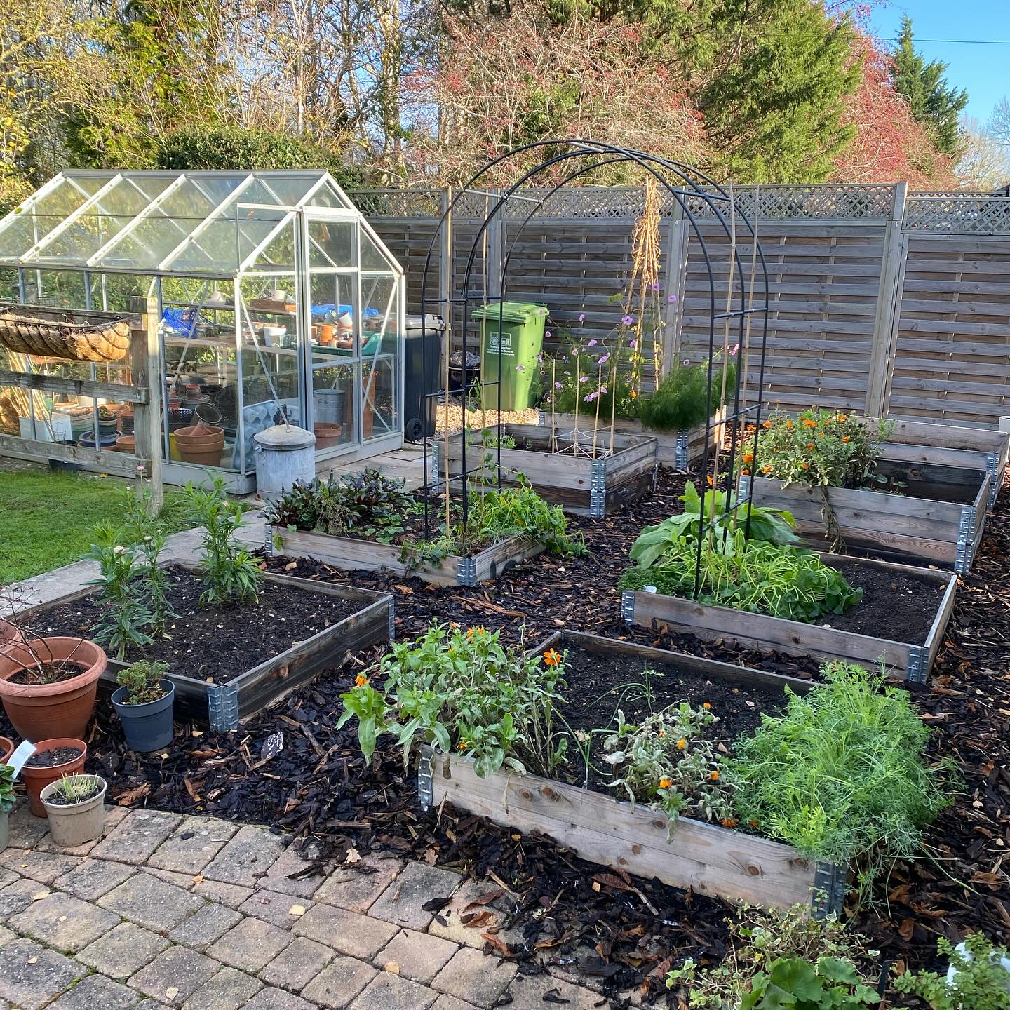 Having seen @marjamakes post yesterday, I actually remembered to take a before shot of the veggie patch, aswell as the after shot!!
I’ve been surprised at how much colour there still was in the garden: pink and white cosmos (although they took 6 months to flower!); calendula; nasturtium; strawflower; nicotiana; geranium; bacopa; crocosmia; erigeron and lots of new seedlings including sweet pea!! The frost last night finally defeated some of them so it was time to clear the beds. Hope to get some bulbs in and then a layer of mulch on the next dry day 🤞
#cutandaltergarden #puttingthegardentobed #veggiepatch #autumnsunshine #veggiebeds #raisedbeds