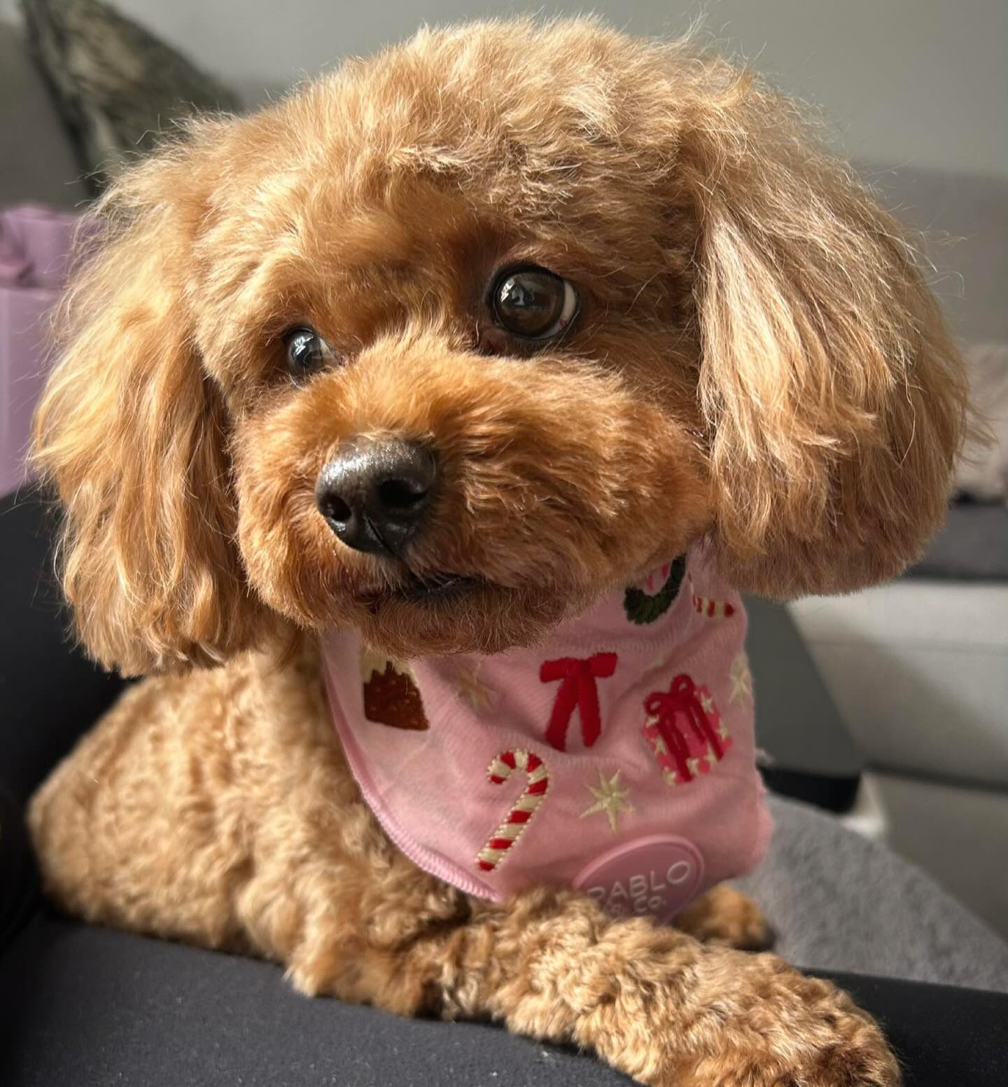 Who's ready for Christmas? 🎄 Miley, our adorable “Dapper Dog” 🐶, sure is in her new velour festive Bandana from Pablo & Co. ✨Visit our boutique today! 🛍️ #pabloandco #christmasstyle #dogboutique