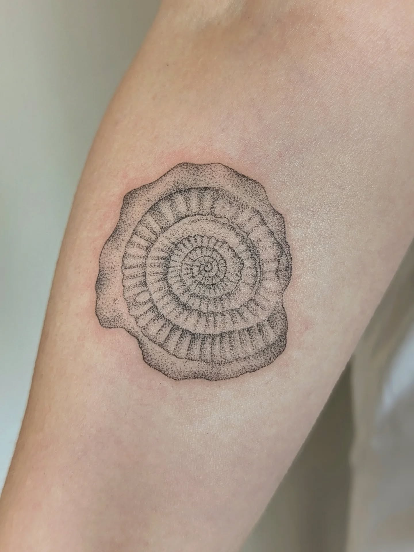 A bespoke ammonite fossil tattoo for Carrie. It was so lovely to meet you! Thank you for being so patient with the 183 stencil attempts. 😂
🌿 Gently handpoked in my little garden studio in a leafy village near Bedford 🍂
Enquiries are open via my website, and you can easily and quickly book pre-drawn designs. Vouchers available too - time to drop hints to your nearest and dearest! 🧑🎄
#handpoke
#finelinetattoobedford
#tattoobedford
#fossiltattoo
#ammonitetattoo
#delicatetattoo