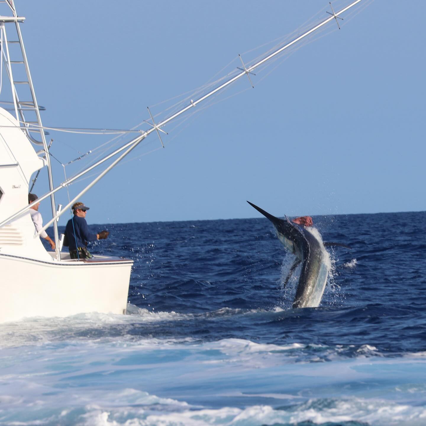Be sure to check out Episode 74 of the Saltwater Euphoria Podcast (click the blue link in bio) to hear some awesome stories from @deancomberbach and his experiences fishing for blue and black marlin in multiple locations in Africa as well as Australia, Hawaii, and more.
#marlinfishing #livetofish #fishingexploration #marlin #bluemarlin #blackmarlin #bigfish #saltwatereuphoriapodcast