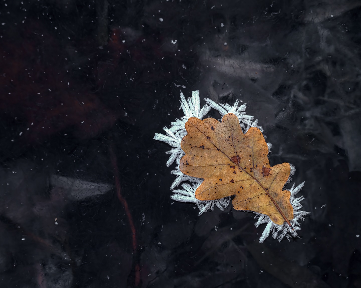 Enjoy the little things.
When Autumn is trying to hold on! Two years ago we had a sudden drop in temperature and the lakes in my home region got covered with very thin black ice. It pushed the last Autumn leaves up and out of the water and later hoar frost did its thing and created those little ice-tentacles.