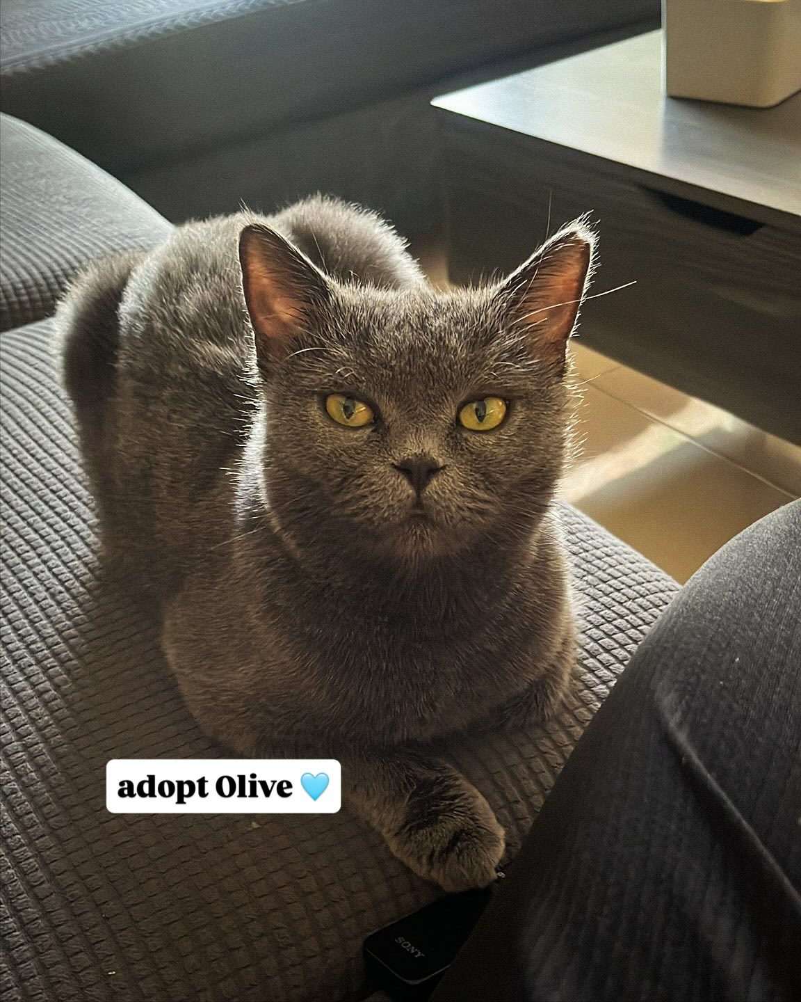 🩵ADOPT OLIVE 🩵
Calm, cozy and cuddly ☺️
Olive was found abandoned in a community along with her kittens most likely thrown out by an individual or breeder.
✅ Healthy, Vet Checked & Dewormed
✅ Vaccines are due
✅ FiV and FeLV Negative
✅ Neutered & Micro chipped
✅ Est. DOB - October 2023
This gentle girl loves nothing more than snuggling up for a nap, stretching out in a sunny spot, or curling into your arms for affection. She has the softest temperament and super relaxed, easygoing, and incredibly easy to care for.
Despite loving her sleep, she also enjoys playtime and will happily chase a toy or entertain herself with something simple. She’s the perfect mix of chilled and playful.
She’s healthy, affectionate, and so deserving of a home where she will be treasured.
If you’re looking for a calm, loving companion who will adore you endlessly, Olive is your girl. 👌🏼
DM us or share this with your friends 🩵
@mikesvetdxb
#adoptdontshop #adoptcat #catadoption