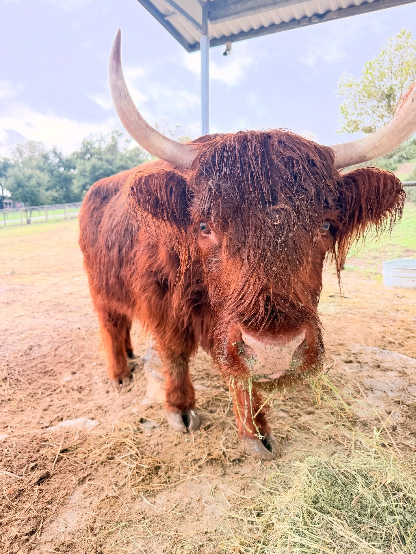 Sweet P isn’t complaining about the rain. ☔️