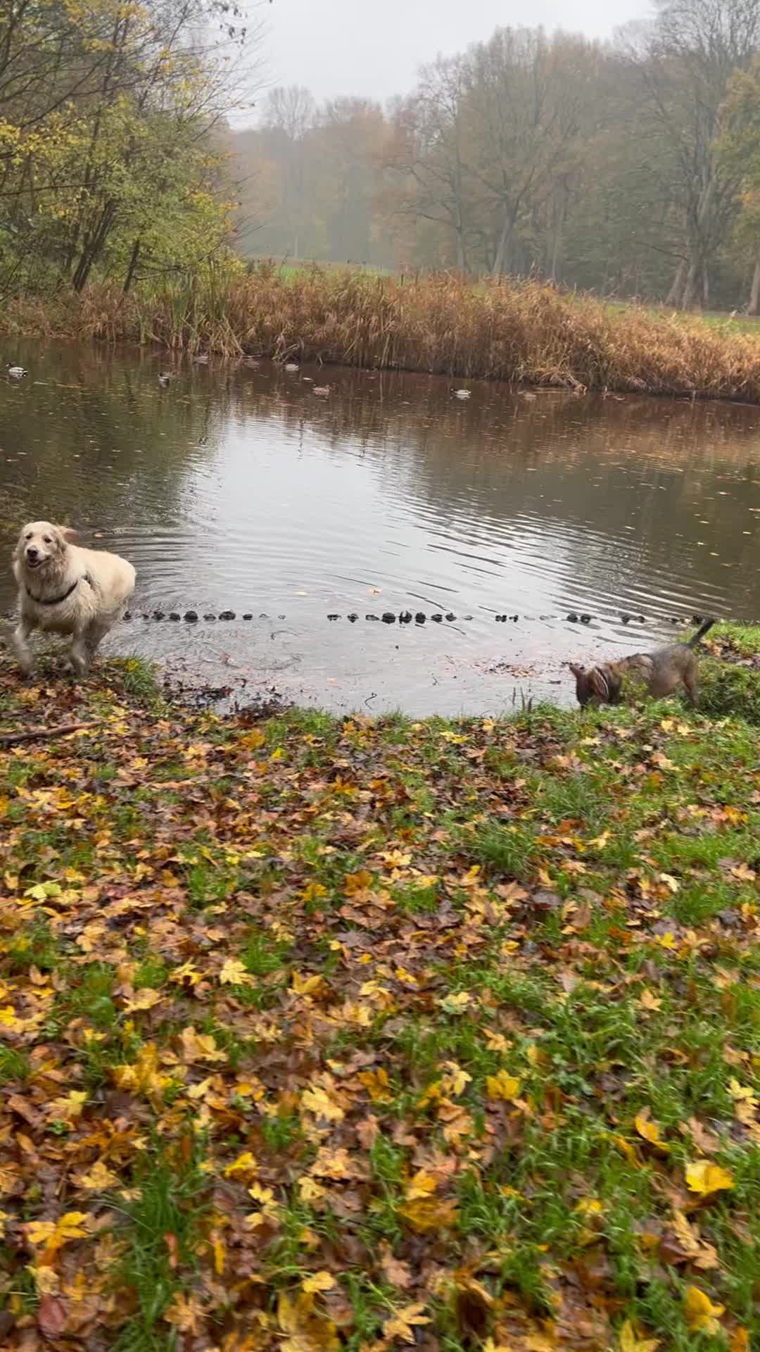 Kibo, Nala, Beau, Skye, Ceja, Tessa en Fellow ๐ณ๐พโค๏ธ