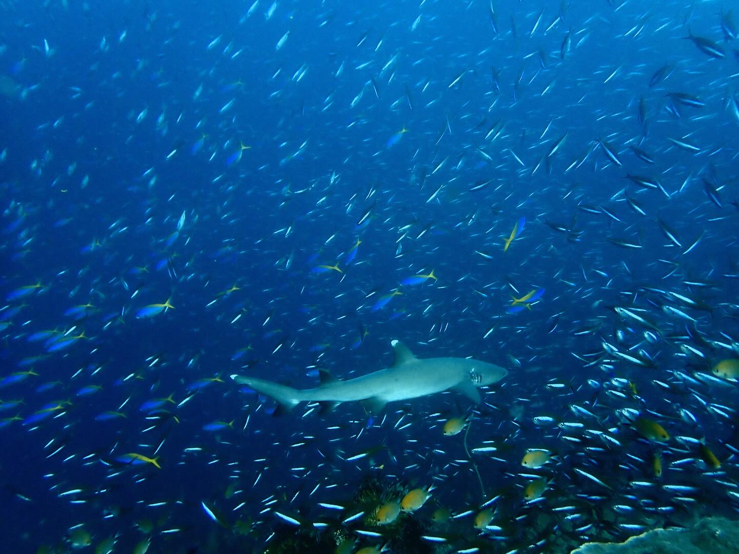 Crystal Rock, Komodo
In the split of the currents on east side of pinnacle, we hooked on rocks. Tuna and sharks hunting tornadoes of snappers synchronizing movement to escaped suddenly unfolded in the blink of an eye. The whitetip reef sharks got really closed up and cruised around. The whole scene reminds me this dive site in central Maldives called Fish Head, and National Geographic kind of scene.
📸 TG7 @omsystem.cameras
🔦 AOI UCS @aoi_underwater
—-
這個潛點在珊瑚礁東側的洋流分岔處,我們用流鉤扣在岩石上。就在剎那間,鮪魚和鯊魚開始獵捕,試圖逃脫的鯛魚風暴齊步移動,好像交響樂有著指揮家。白鰭礁鯊靠得非常近,環繞著我們來回的游。整個場景讓我想起馬爾地夫四方線那個叫 Fish Head的潛點,很像從國家地理頻道走出來的畫面。
#komodo #komodonationalpark #crystalrock #scubadiverslife #scubadiving #tg7 #underwaterphotograhy