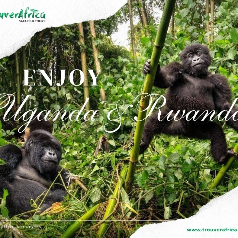 🇩🇪 Unsere Touren in Uganda und Ruanda sind nun auch auf Deutsch verfügbar. Schaut auf unserer Homepage vorbei und entdeckt atemberaubende Landschaften sowie eine faszinierende Tierwelt!
https://www.trouverafrica.com/de/explore-destinations/uganda-rwanda
🇫🇷 Nos circuits en Ouganda et au Rwanda sont désormais disponibles en français. Rendez-vous sur notre page d'accueil et découvrez des paysages à couper le souffle ainsi qu'une faune fascinante !
https://www.trouverafrica.com/fr/explore-destinations/uganda-rwanda