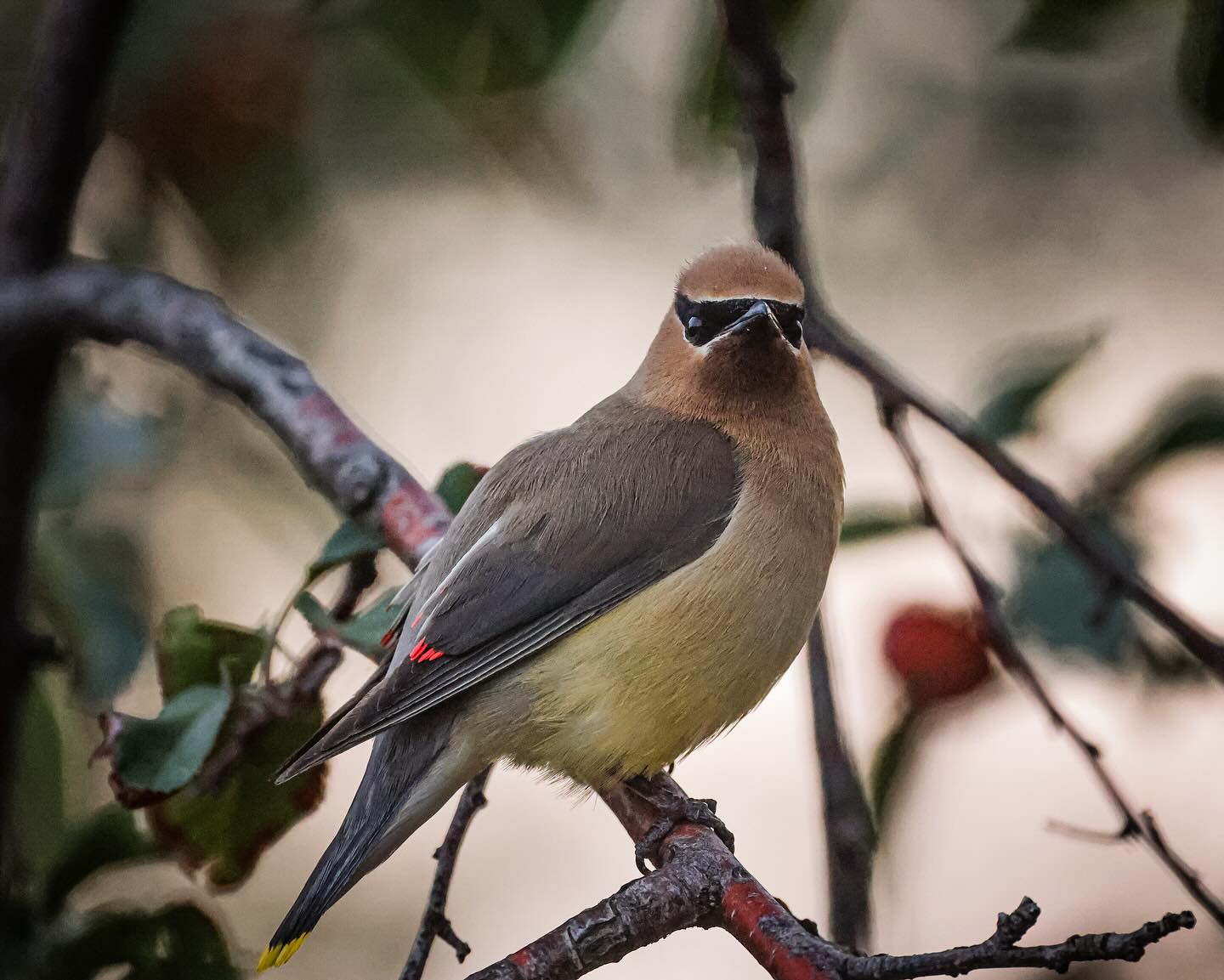 Little bandit of the berry trees.
Canon R5 & Canon RF 100-500mm f4.5-7.1 L IS USM
#montana #montanamoment #cmrussell #wildlife #bird #birdphoto #birds_captures #birdfreaks #cedarwaxwing #birdsonearth