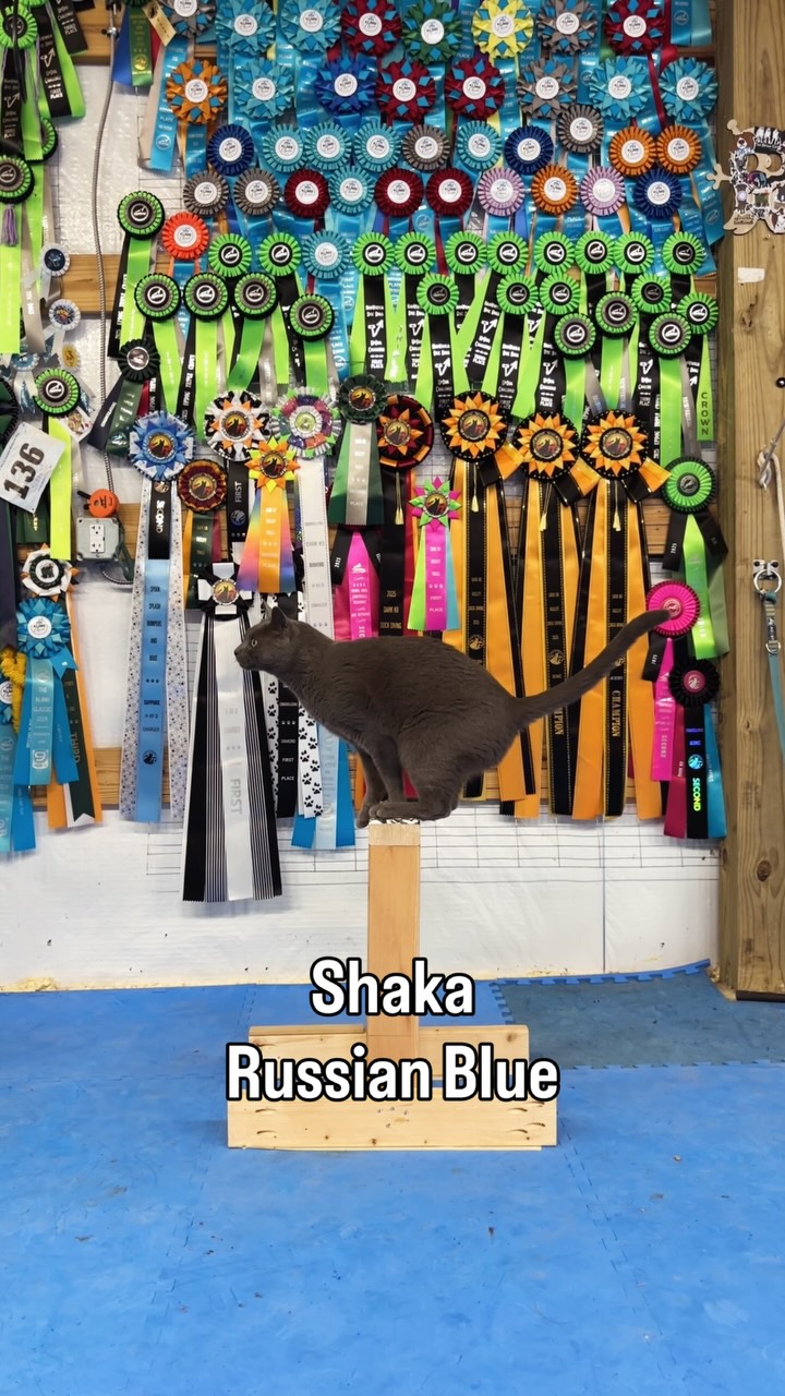 Every breed balances in their own way!
#BalanceTraining #CanineAthlete #DogSports #DogReels #ViralDogReel #ExplorePage #TrendingReel #DogTrainingFun #DogTrainerLife #DriveBuilding #HighDriveDogs #PrecisionTraining #DogSkills #DogObedience #WorkingDogLife #DogMotivation #DogFit #DogFitness #StrongDogs #DogChallenges #2x4Challenge #DifferentBreedsSameGame #DogContent #PetReels #DogsOfInstagram #DogLovers #AthleteDogs #SportDogLife #FocusWork #ControlAndBalance