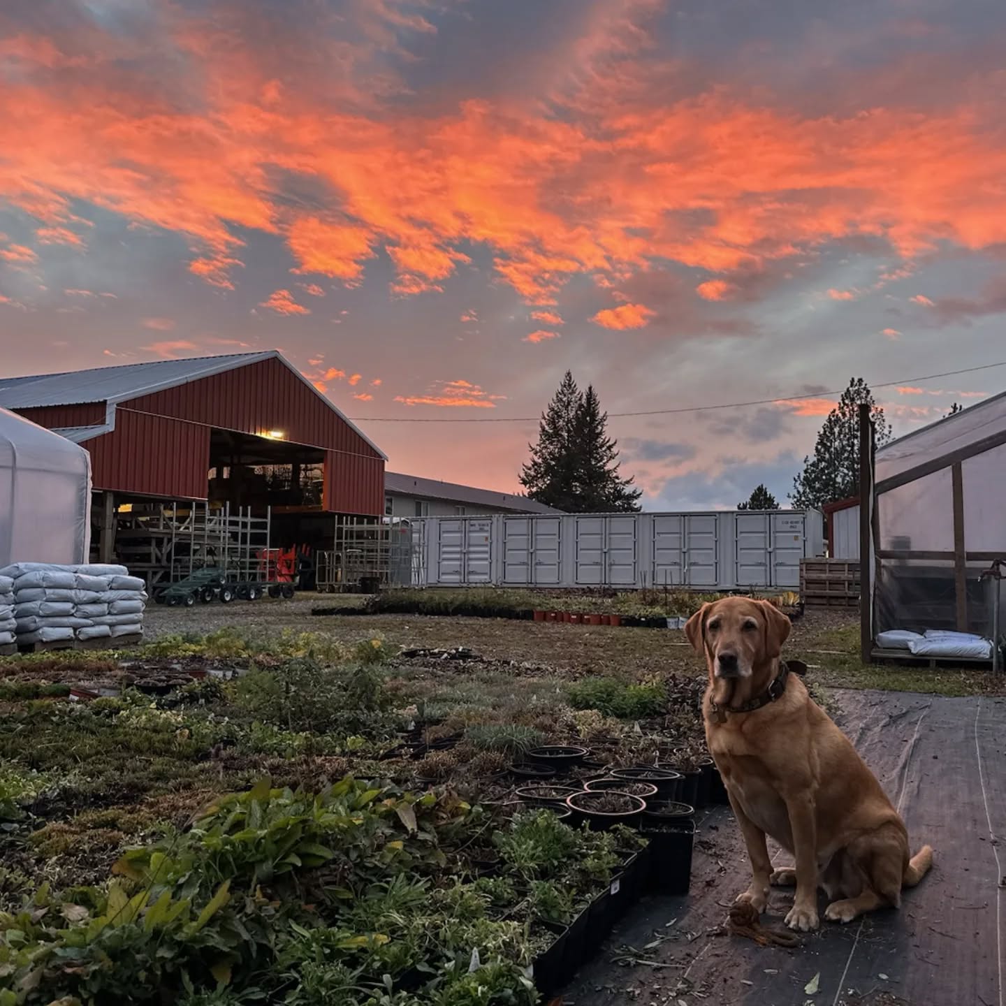 Thank You for an Incredible Season!
We’ll officially reopen to the public on April 1!
As we wrap up for the year, we just want to say a heartfelt thank you to everyone who supported Summit Sprouts this season. Your enthusiasm, your questions, your love for plants, and your visits made this our best year yet.
While our doors will be closed to the public through winter, we’re far from slowing down. Behind the scenes, we’ll be planning, prepping, and gearing up for an even bigger and better spring. Planting for next season starts in February, and we can’t wait to watch the greenhouses come back to life.
And for those wanting to join our team, we’ll begin hiring for seasonal positions in February. Keep an eye out for those announcements if you’d like to be part of the crew that helps bring Summit Sprouts to life each spring.
See you in the spring!