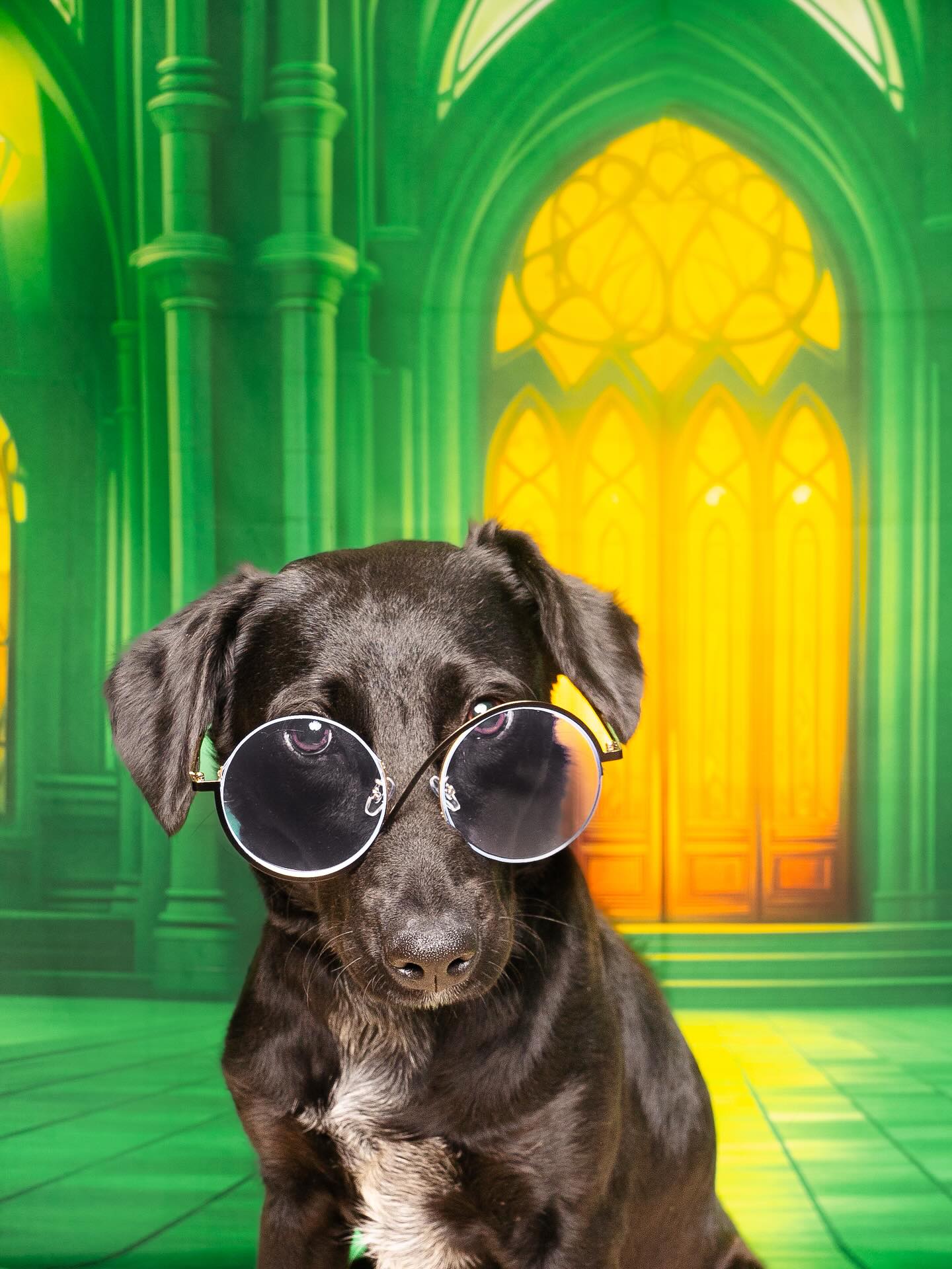 Eevee: The Wicked-ly Wonderful Witch of the West and our @cbsnewstexas Pet of the Week!
Forget flying monkeys—the only thing Wicked about our Eevee is how enchantingly cute she is! At just 4 months old, this Border Collie mix is ready to defy gravity and melt hearts.
With her stylish specs, Eevee looks like she’s about to solve the mysteries of Oz. She is as sweet as a Glinda song, super playful, and perpetually happy. Her tail wags like it’s conducting an orchestra of good-natured mischief, especially when she “flies” during her daily zoomies.
She is searching for a home—a place where she can perform her puppy spells, enjoy endless belly rubs, and grow into the magnificent, loyal dog she’s destined to be. Meet Eevee at our @PetSmart Montgomery Plaza Adoption Event today from 10 a.m. to 3 p.m. and find your very own happy ending!
#hsnt #adoptdontshop #cbsnewstexas #petoftheweek #wicked #wickedmovie #elphaba #glinda @filmfortworth