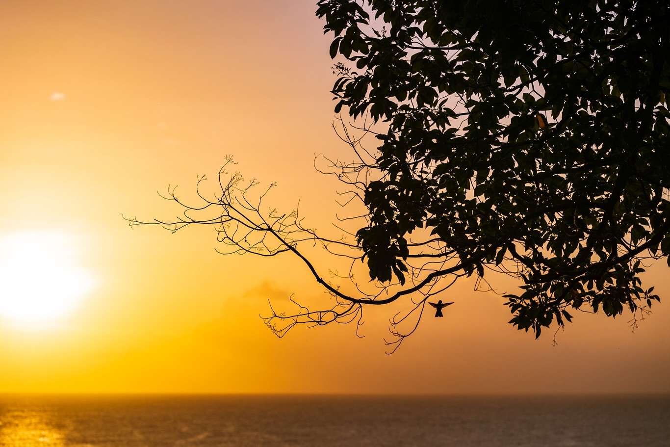 If we refuse to open our eyes, how will we ever see?
☆
Copper-rumped Hummingbird
☆
#birdman #birdsofig #birding #birdwatching #birders #birdingtrip #birds_of_ig #birdsandblooms #birdsasart #birdsofsouthamerica #birdsoftrinidadandtobago #neotropicalbirds #tropicalbirding #hummingbirdsofinstagram #copperrumpedhummingbird #jacobina #florisugamellivora #hummingbird #cutebirds #wildtrinidad #birding_lounge #birds #casualbirding #islandlife🌴 #islandliving #fluffball #canonr5 #creativewildlife