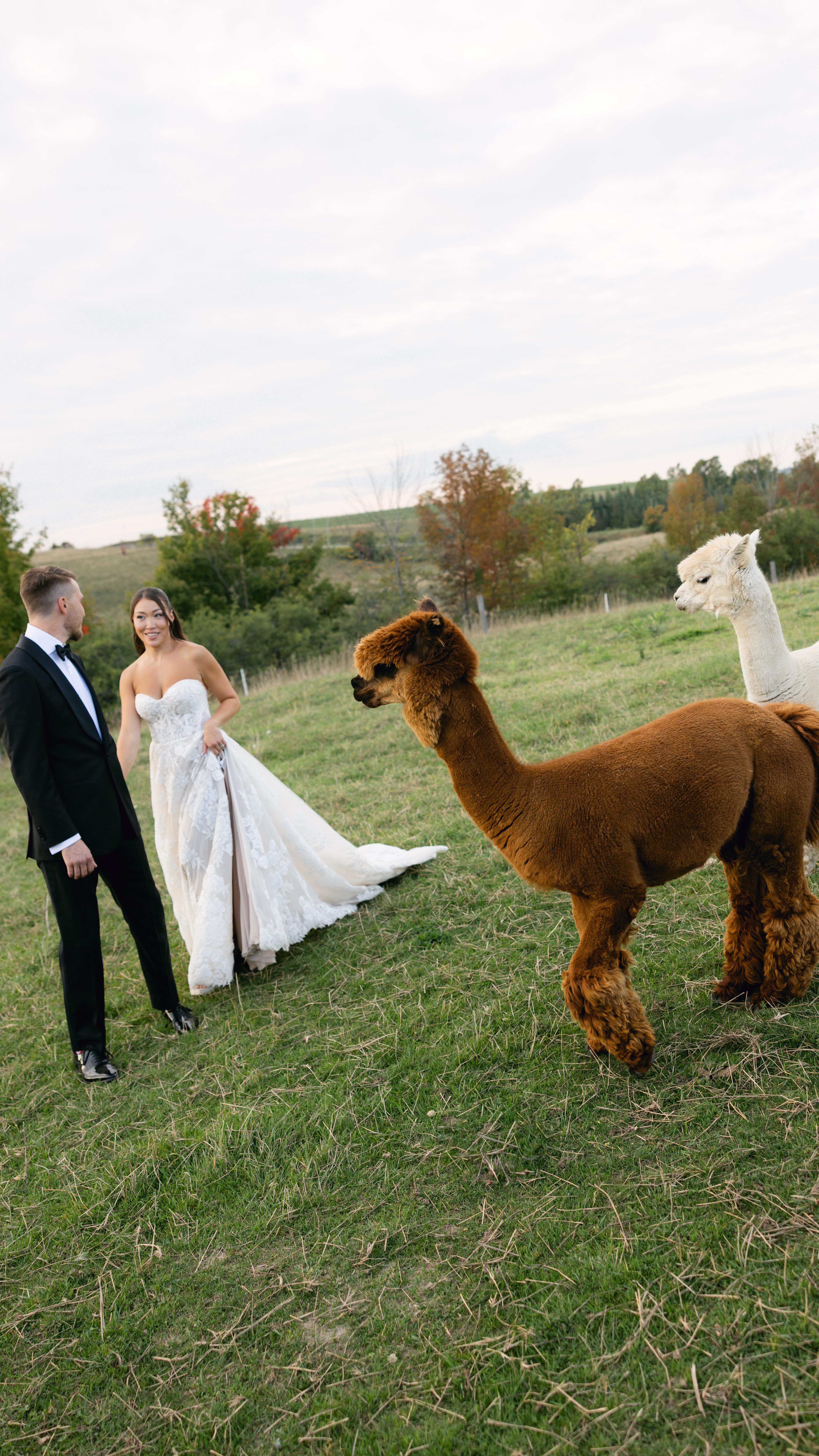 When your love for animals meets your love story 🦙💍
This dreamy wedding didn’t miss a beat, from soft pastel florals to surprise guests that stole the show.
A perfect balance of elegance and personality, this day was anything but ordinary.
Vendors
@eventshoppe.ca
@jackiedymond
@jackiedymondskin
@farmhillweddings
@kitchenfarmacycatering
@assaf_friedman
@kismetcreative
@polkadotpapershop
@loboflorals
@themarrymen
@spindjent
@styledbynadia
@element_event_solutions
@luxeldecor
@torontostringquartet
@hotshotzphotobooth.ca
@originalgenes_to
@goldenchef
@porcelainandvine
@wheelhouseeventco
@brouwerbakeshop
@glamourbykristina
@acelebritylimousine
#FallWeddingVibes #OntarioWeddingVenue #RusticWeddingInspo #WhimsicalWeddings #WeddingWithAlpacas #UniqueWeddingIdeas #CountrysideWedding #BrideStyle2025 #TorontoWeddings #WeddingAnimals #EventShoppeWeddings #OutdoorWeddingMagic #GTAWeddingPlanner