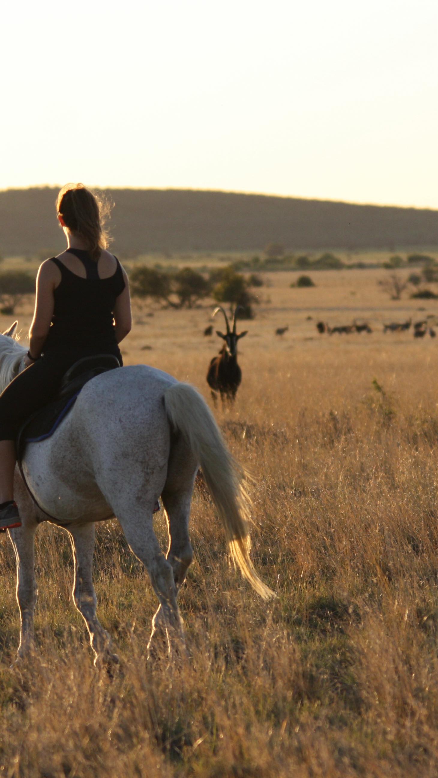 Our sunset bush walks are a dream 🌞
Send this to someone you’d love to experience this with 🤎
#yogaretreat
#wildliferetreat
#yogasafari
#southafrican
#travelshorts