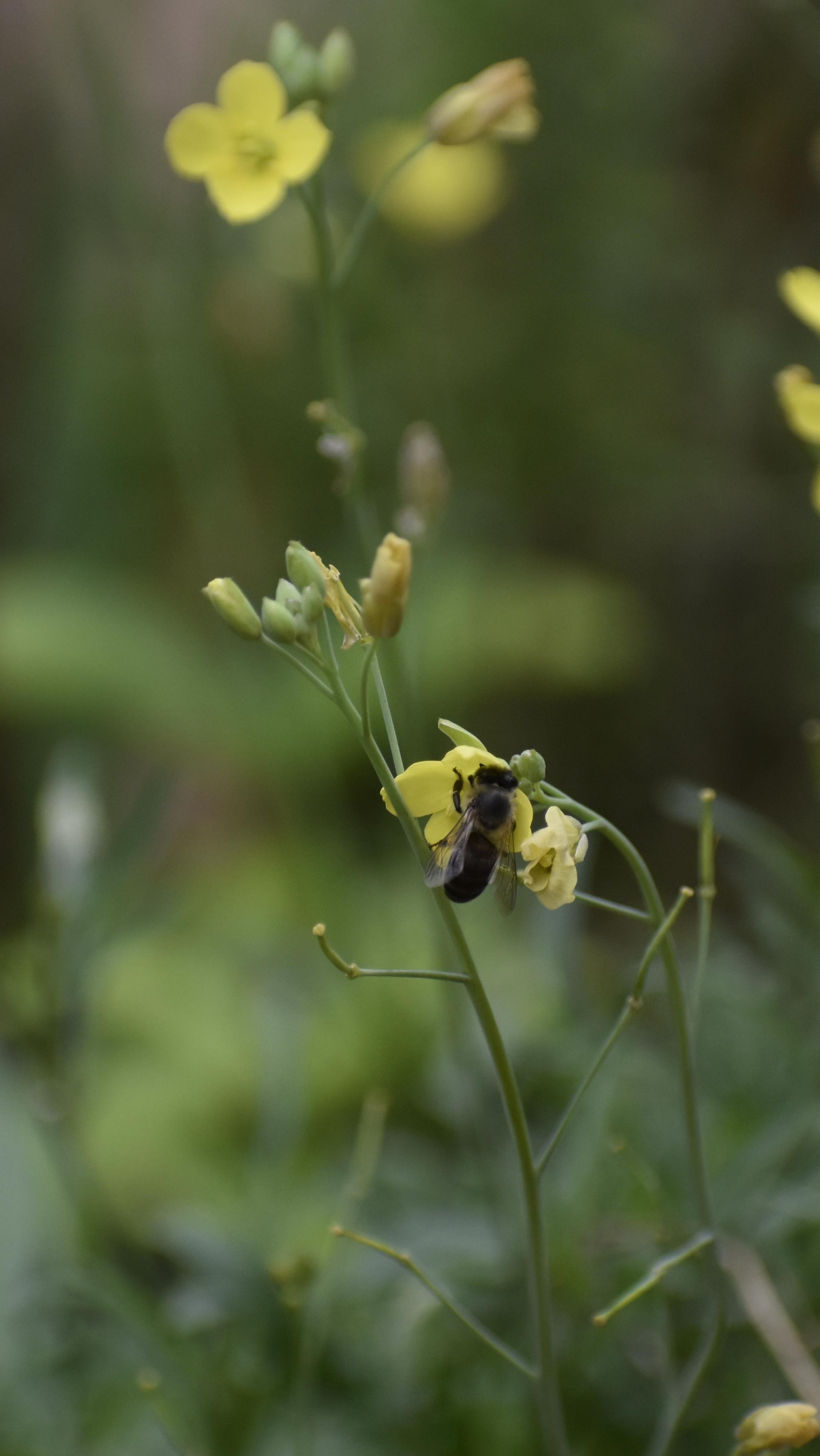 It’s been a slow, easy morning finally in our own balcony shamba, going through everything and harvesting. This season is busy! I’ve just picked cucumbers, basil, celery and sorrel to juice with part of our @restore_by_harvesting_for_good.
Spotted a lovely orange-red ladybug on the lemon verbena, these little helpers eat aphids, and I’ve seen at least three ladybugs in different gardens this week. 🐞 So good to see them! Tomatoes are coming up too, our first batch in these containers, which is really exciting. Plenty of companions planted nearby to help them along. The rocket is flowering for seed and the bees are dancing on the yellow blooms. Cosmos and coriander are popping up from seed as well. 🌾🐝💦🌿🪻🥬