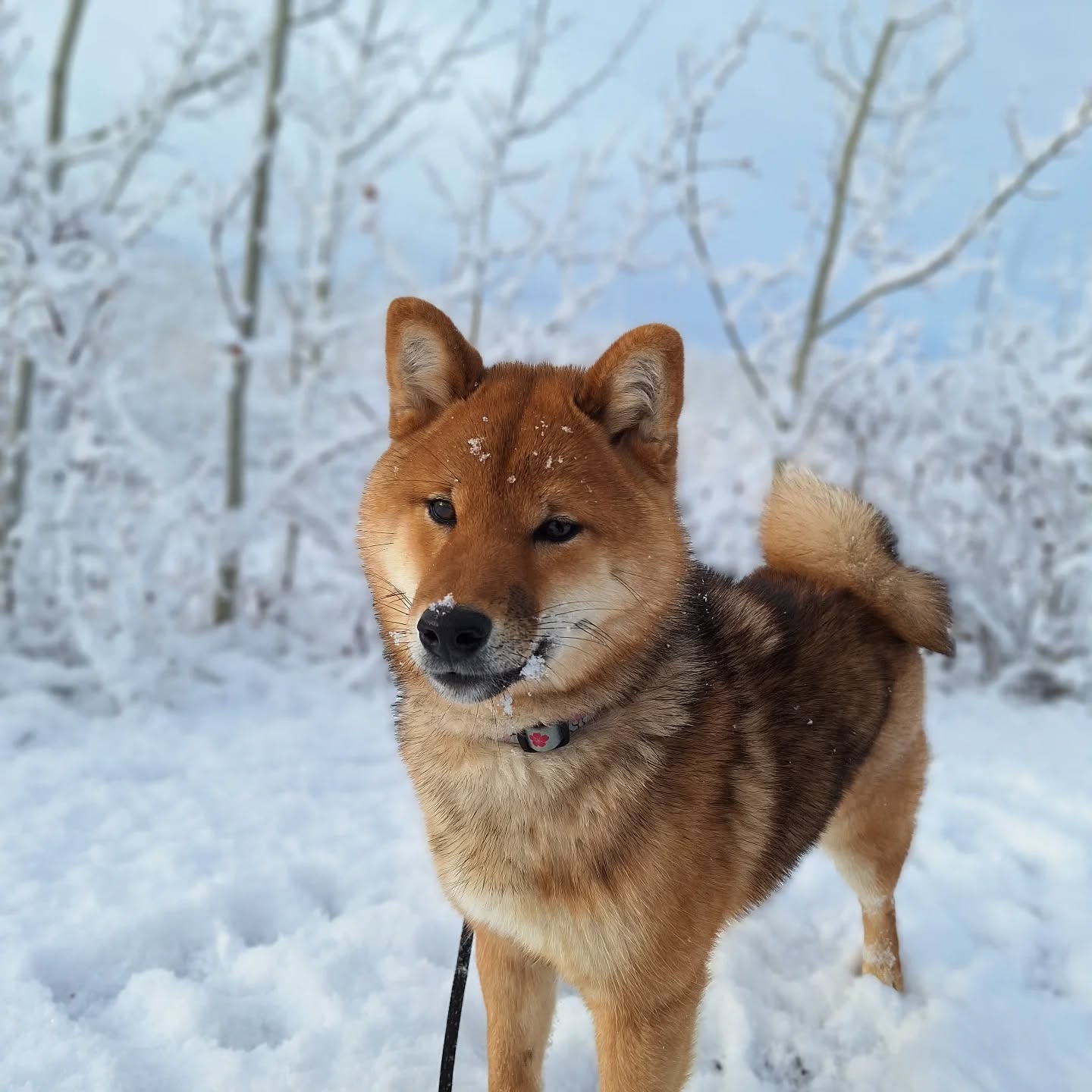 First day of snow ❄️ little photoshoot with Gala and Nori plus a bonus blooper 😝