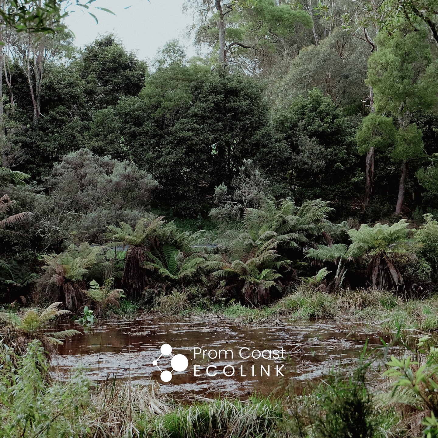 🌿 Hoddle Creek Rehabilitation Tour is on this weekend — have you got your tickets?
Join us for an inspiring walk-and-talk through a stunning local revegetation site, including a remarkable rehabilitation project that’s brought this section of the Hoddle Creek landscape back to life.
Discover how strategic planting strengthens existing bushland, and see how nesting boxes have invited our local marsupials to move in and make themselves at home.
💧 Reveg Tour – Creek Rehabilitation Project in Fish Creek
🗓️ Saturday 22 November | 10am–12pm
📍 Private Property, Fish Creek
🔗 Register now: www.promcoastecolink.org/event