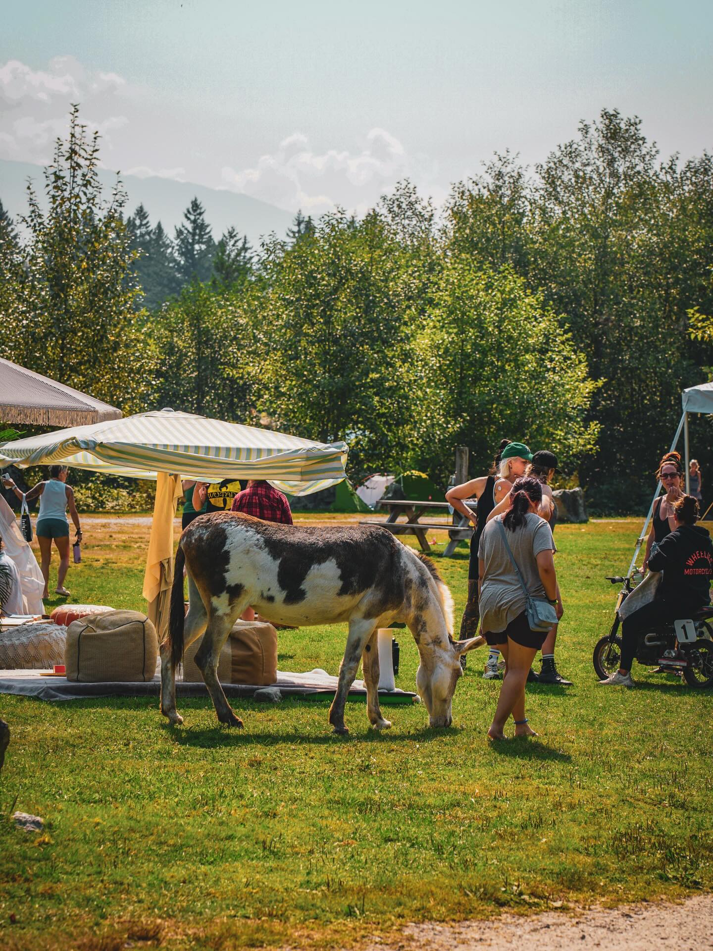 Summit Saturdays with special visits from our friends at @secondchancecheekyeranch, dropping by for some love. 💕