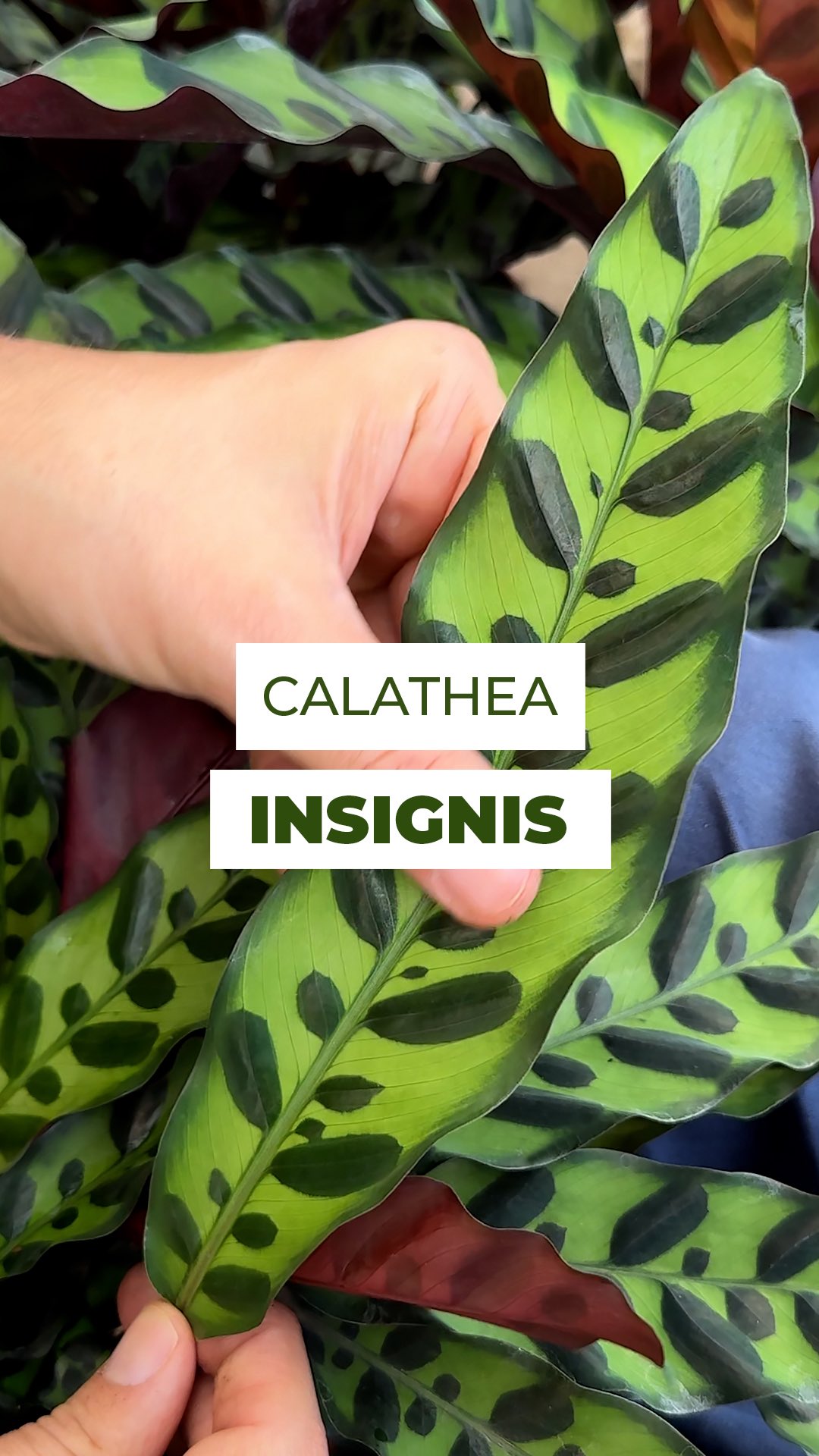 Calathea Insignis ou Planta Cascavel! ✨🐍
Folhas longas, curvas elegantes e desenhos que lembram uma cobra, daí vem seu apelido.
Ela é Tropical, cheia de personalidade e impossível de passar despercebida.
Já viu essa beleza de perto?
Conta pra gente nos comentários! 👇
#calathea #calatheacascavel #insignis #calatheareptans #rezadeira #maranta #marantas #calatheainsignis #jardimemcasa #folhagem #naturezaemcasa #plantsofinstagram #plantlove #cantinhoverde #decorverde #plantstagram