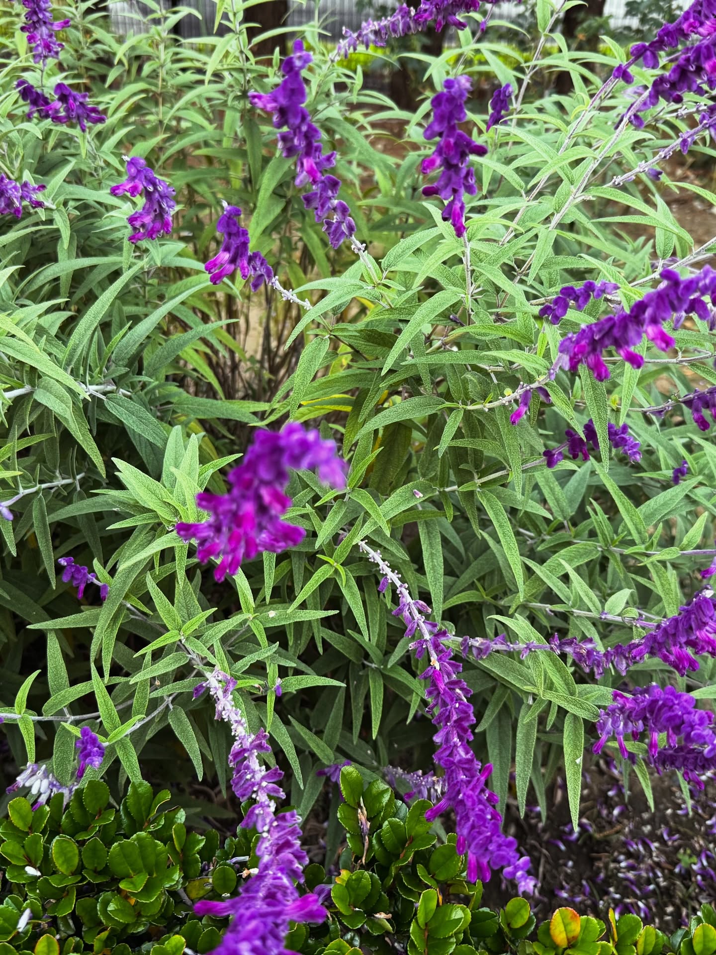 Day 17: I took a stroll through my fave park and admired the lovely flowers and fallen leaves. I needed that breath of fresh air after a busy day.
#november #flowers #leaves #fall #autumn #thankful #freshair #park #walk #gratitude #grateful #blog #thankfulchallenge #tasteoflife
