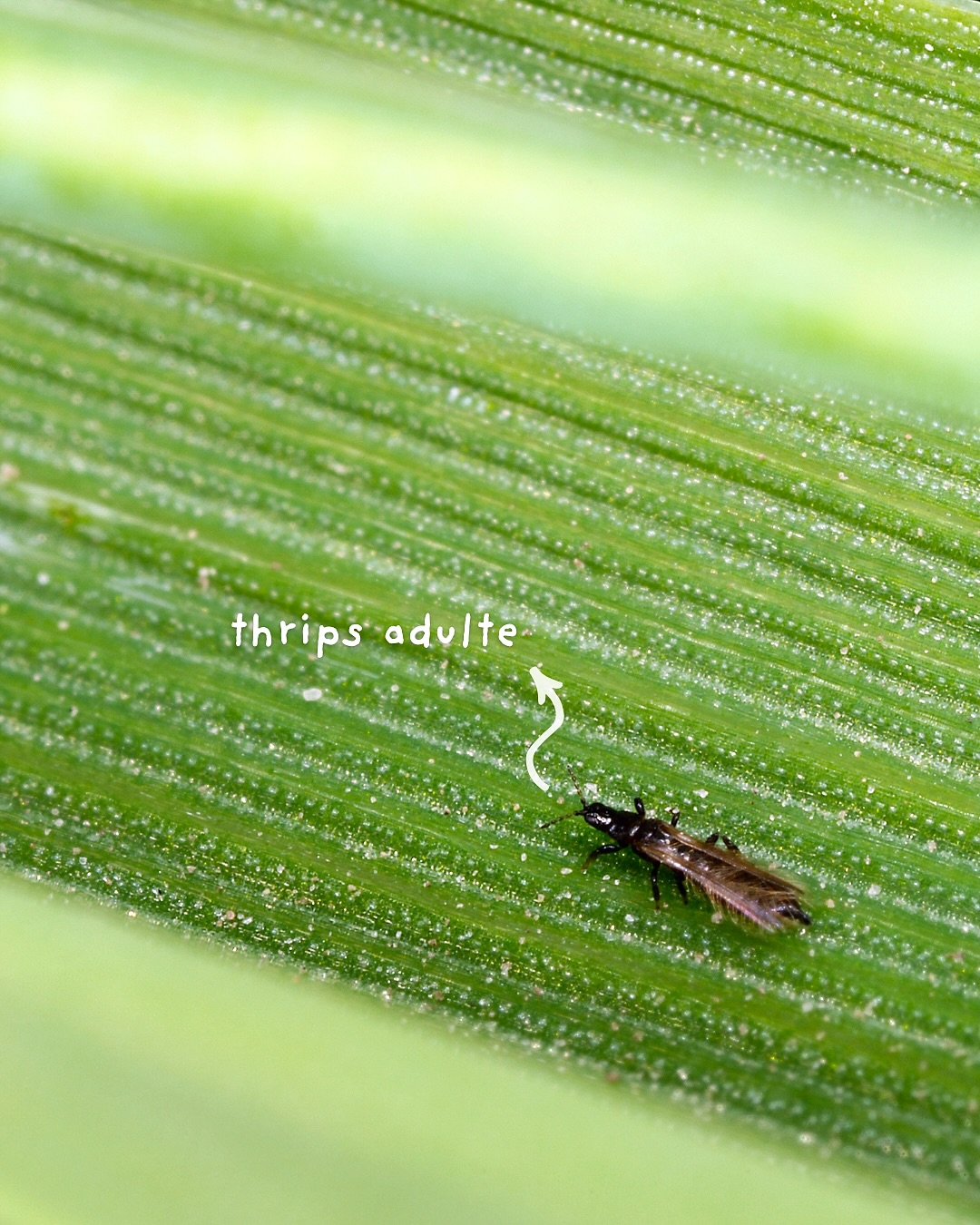 ‼️ LES THRIPS ‼️
Une menace discrète qui peut rapidement ravager votre collection de plantes si vous les remarquez trop tard 🥹
Les thrips sont des insectes capables de ravager de nombreuses cultures agricoles & devine quoi ? Ils raffolent également de nos plantes d’intérieur 🪴
Ces p’tites bêtes se cachent souvent dans les jeunes pousses, ils piquent & aspirent la sève contenue dans les feuilles et vident les plantes de leur énergie 🤕
🤓 Petit rappel anatomique pour bien les identifier :
💡 les thrips adultes sont minuscules (1 à 2 millimètres), de couleur noire & de forme allongée, ils ont des ailes quasiment invisibles à repérer à l’œil nu et se déplacent assez vite
💡 les larves de thrips quant à elles sont encore plus petites (0,5 à 1 millimètres), de couleur jaune pâle à blanc crème, elles n’ont pas d’ailes et se déplacent plus lentement que les adultes
Voici quelques gestes simples pour prévenir leur apparition :
🌱 inspecte régulièrement tes plantes (n’oublie pas de checker le dessous des feuilles)
🌱 aère ton logement afin d’éviter les atmosphères confinées
🌱 nettoie les feuilles avec notre paire de gants en microfibre pour retirer la poussière
🌱 utilise de l’huile de neem, un insecticide naturel efficace contre de nombreux insectes ravageurs
Si tu as déjà remarqué une activité suspecte (taches grisâtres, piqûres brunes, points noirs, décoloration du feuillage, ralentissement de croissance) ou si tu as carrément vu des thrips en train de se balader pépouze sur tes plantes, c’est qu’il est temps de passer à l’action 👇🏼
🔥 Avant de sortir le lance-flammes !
& si tu essayais la lutte biologique avec les acariens prédateurs de @rootsum_fr ? C’est super efficace contre les larves de thrips et 100% safe pour tes plantes 😎
🎁 Rendez-vous sur leur site & utilise notre code #JERAPLANT10 (n’oublie pas le # sinon le code ne fonctionnera pas) pour bénéficier de -10% sur ta commande !
Tu peux également commander des larves de Chrysopes et / ou utiliser des pièges collants bleus pour éliminer les thrips adultes 😉
Si tu as des questions, écris nous en commentaire ou directement en DM 💚