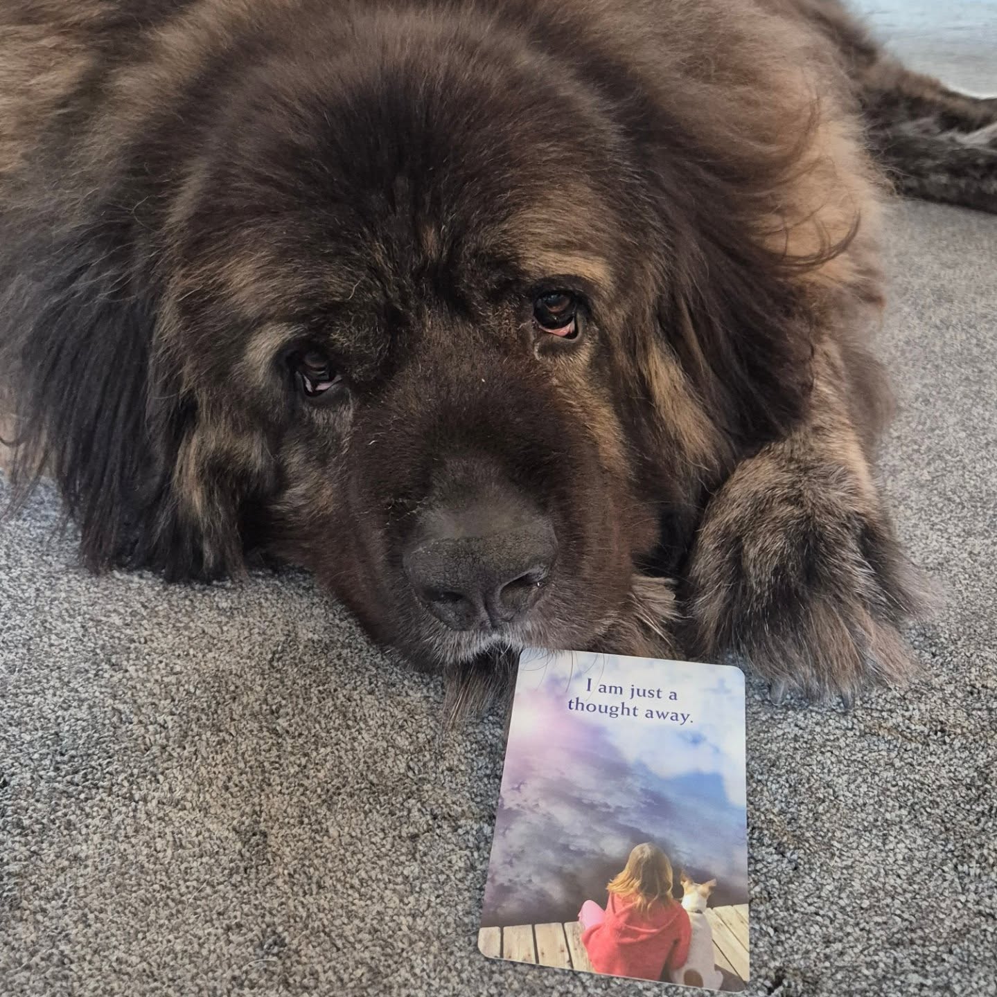 Mr Jax, the guardian energy who watches over us 🐾 holds a beautiful card today🙏
This card is sending love, strength & support to all who are drawn to it ........ and a reminder that those we love in spirit walk beside us every day & are only ever a thought away ✨️🩷🙏
#psychicmedium #spiritualawakening #spiritualmedium #lovedbyspirit #guardianangel #caucasianshepherd #believeinspirit