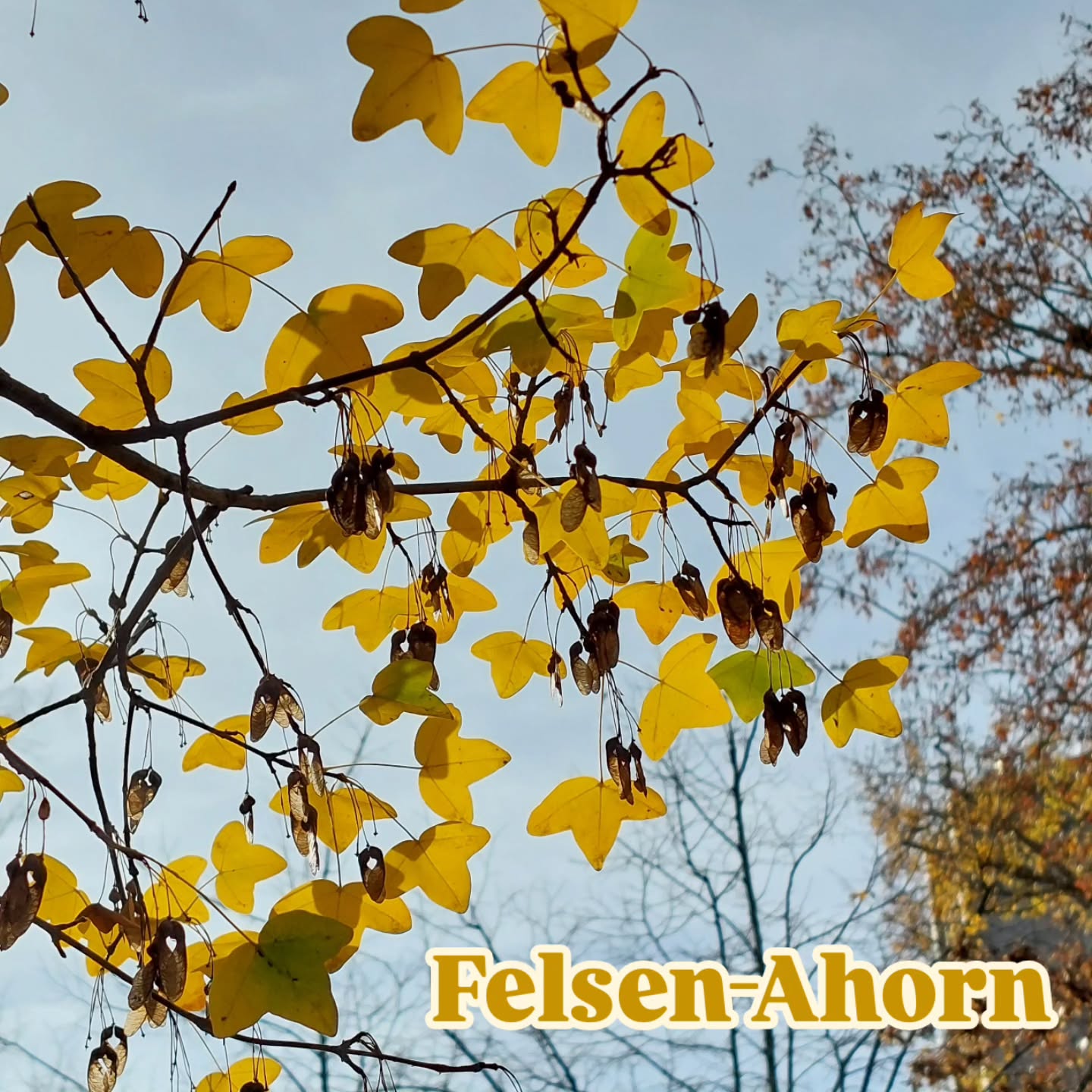 Der Felsenahorn ist auch noch selten zu sehen bei uns. Aber es wird mehr.
An Trockenheit angepasste, kleine Blätter.
Eher langsamwüchsig und kleiner in der Größe.
🍂
Mit einer tollen Herbstfärbung.
Auch als Französischer Ahorn bekannt.
Die Blätter schauen doch aus wie Gänsefüße, oder? 🦆🦆 Aber sehr markant. Zum Merken.
Kennst du ihn?
#felsenahorn #acermonspessulanum
#klimafitterbaum #bäumeimherbst #bäumeinwien #wienerstadtnatur #verenas_pflanzentanz #pflanzentanzen #artenvielfaltinderstadt #trockenheitsverträglichepflanzen #gartenbaum #kleinerbaum #stadtbäume #wienerstadtnatur
