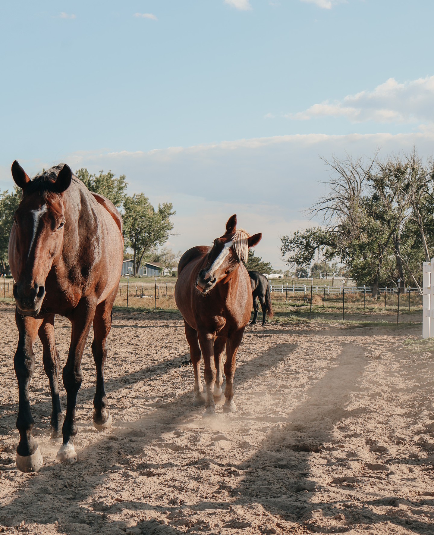 Big hearts, different heights. The best barn friendships come in all sizes. 🐴✨ #geldings #horses #Colorado #hunterjumper