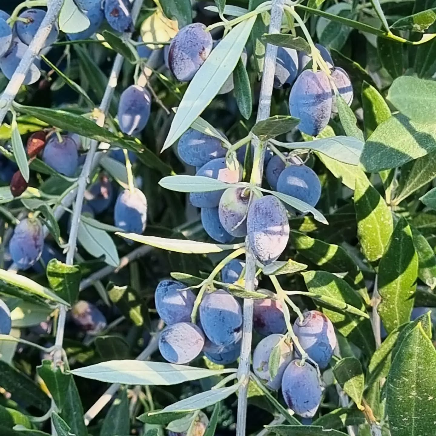 This year's olive harvest is modest