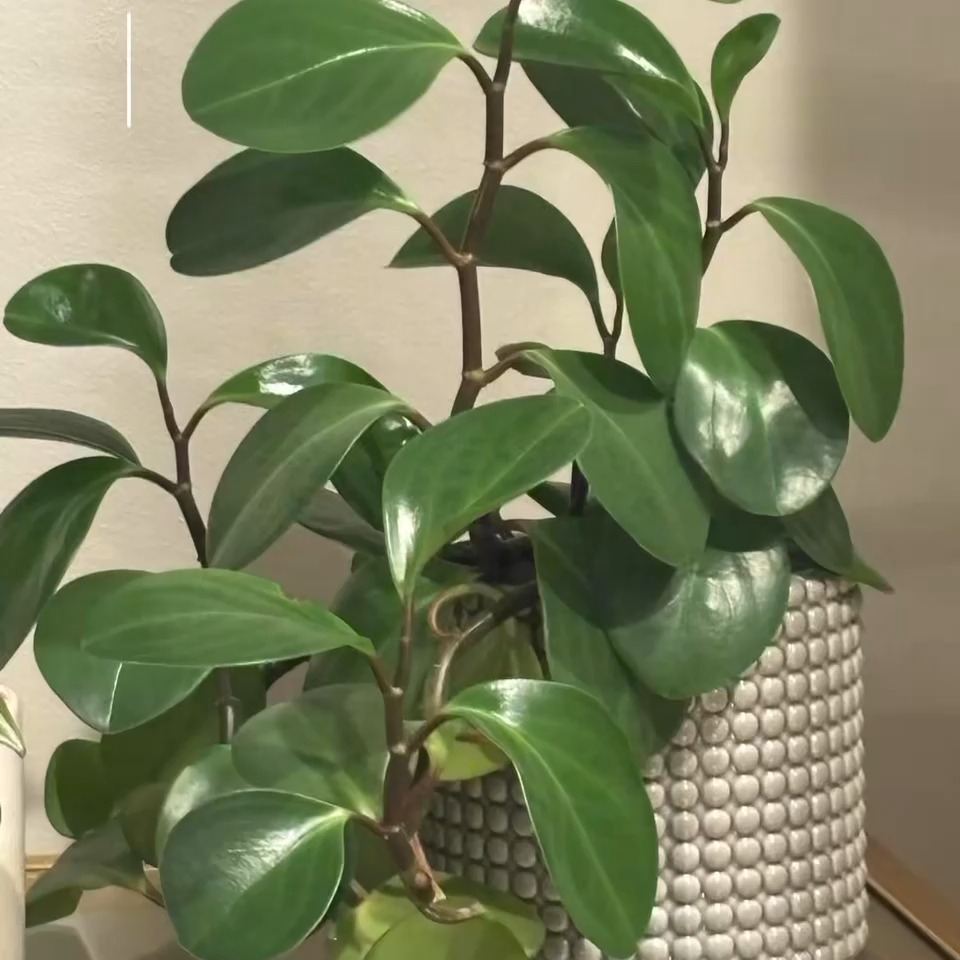 Healthy house plants start here!
GROZOME gives your plants the nutrients, structure, and support they need to grow, starting with the soil.
GROZOME is different, unlike synthetic fertilizers (think most big fertilizer names), itâs a living ecosystem in a bag designed to restore biodiversity to your soil and awaken the natural processes that plants rely on to thrive.
Every scoop of GROZOME delivers a complete blend of living, beneficial microbes, micronutrients, and biochar to regenerate soil the way nature intended without synthetic chemicals, no shortcuts, and no compromises.
Check out the link in the bio to make your house plants happy!