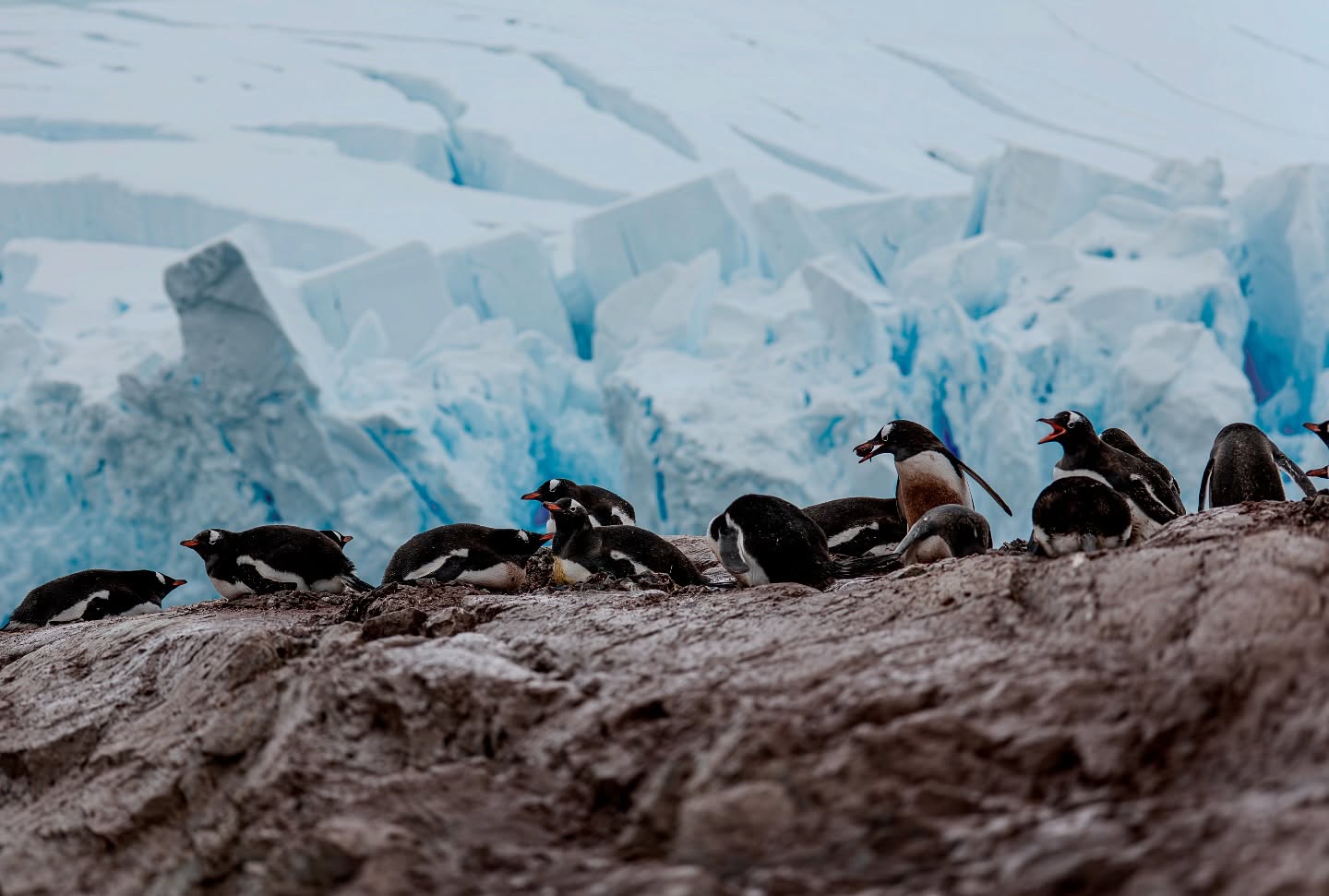 Chez les manchots, le romantisme commence par un simple caillou. Et parfois… ça finit en braquage.
#penguins #gentoo #gentooPenguin #antarctica #wildlifephotography #animalphotography #naturelovers #earthfocus #natgeo #natgeowild #oceanlife #naturephoto #wildlife_perfection #discoverearth #bbcwildlife #travelphotography #iceworld #polarwildlife #natureaddict #photographersofinstagram #animalplanet #expeditionlife #antarcticadventure #naturegram