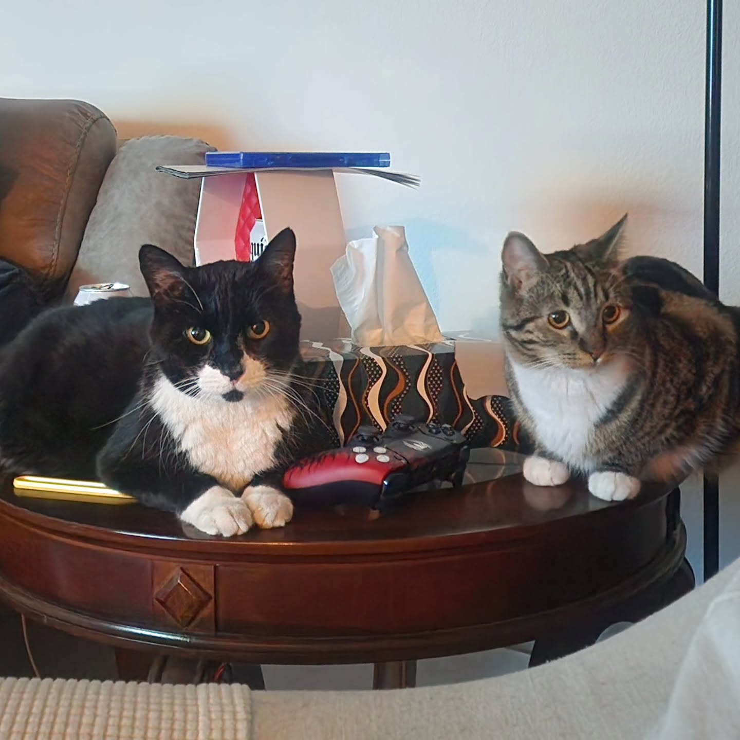 One nice thing about having cats instead of children is I can post them online without anyone stealing their identity. Though, Gus still looks like I'm invading his privacy. It's not easy to get a pic of them together, so enjoy this rare moment of brotherly tolerance.