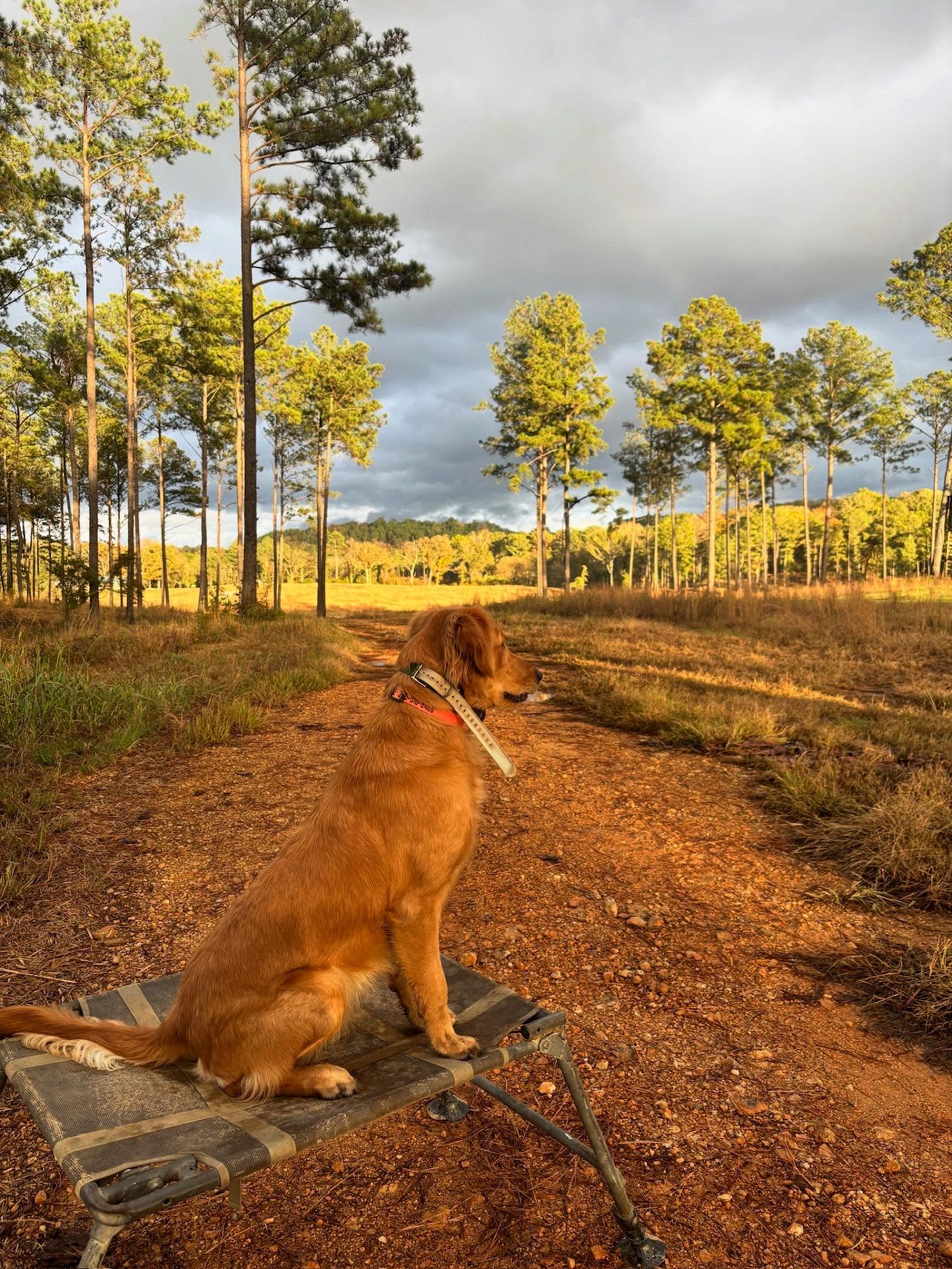 🫵🪶🐾
.
.
.
#schillingsgundogs #schillingsgundogstraining #sgdtraining
#uplanddogtraining #uplanddogtrainer
#gundogtraining #gundog #birddogtraining #birddog #retriever #retrievertraining