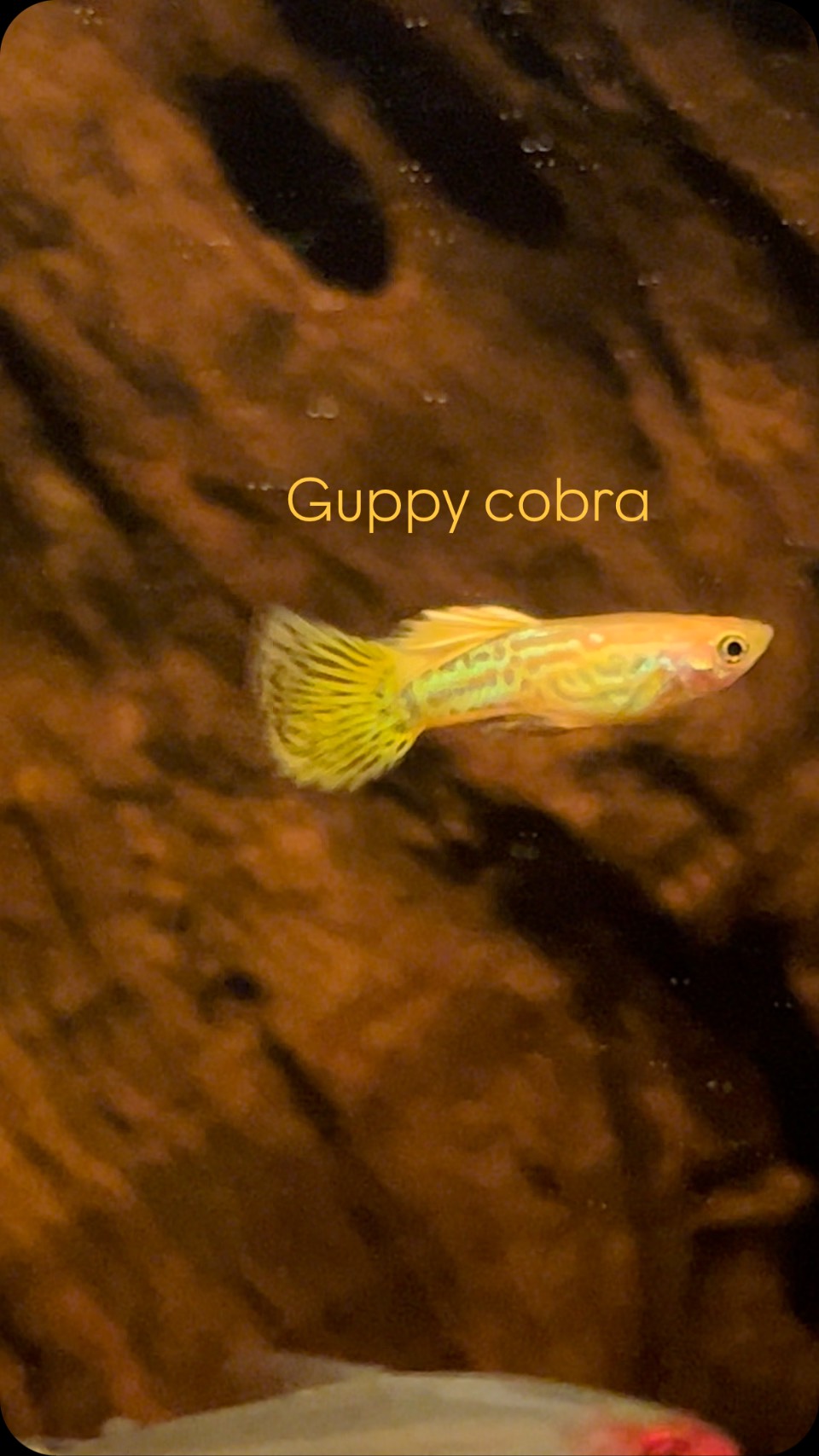 Guppy Blonde Yellow Cobra uno de mis peces favoritos #pezguppy #pecesdeacuario #guppy #mascotas #animales