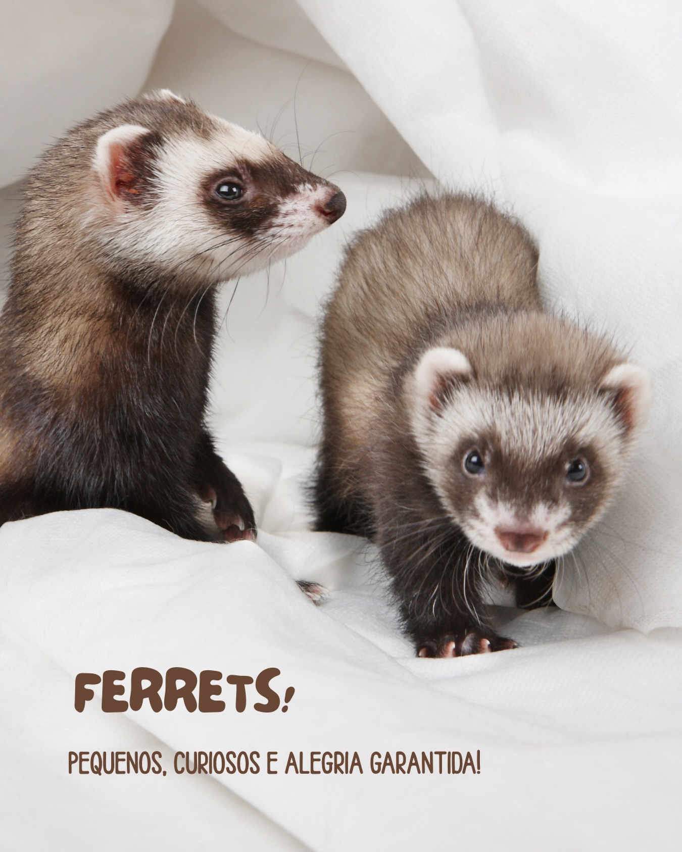 Se você já conviveu com um ferret, sabe que eles são especialistas em transformar qualquer canto da casa em uma grande aventura!
Esses pequenos exploradores são metade detetives, metade comediantes e 100% energia. ⚡
Eles desaparecem com meias, invadem bolsas, se escondem em lugares improváveis e ainda olham pra você como se nada tivesse acontecido. Um minuto estão dormindo profundamente (com aquelas posições impossíveis de tão fofas), no outro estão pulando, correndo e roubando tudo o que brilha.
💛 Apesar da bagunça, os ferrets são puro carinho. Amam brincar, receber atenção e fazem amizade rápido, desde que o tutor entre na brincadeira também.
Então, se um dia você ouvir barulhos estranhos vindo do sofá… pode apostar: seu ferret está aprontando mais uma! 😄
👉 Quer saber mais sobre o comportamento e os cuidados com ferrets?
Acompanhe os conteúdos da Petplace e descubra como garantir mais diversão, segurança e
bem-estar para o seu pequeno aventureiro! 🐾
#Petplace #Ferrets #Furões #AnimaisExóticos #BagunceirosOficiais #PetsFelizes
#CuriososPorNatureza #AmorQueCuida #bemestaranimal
