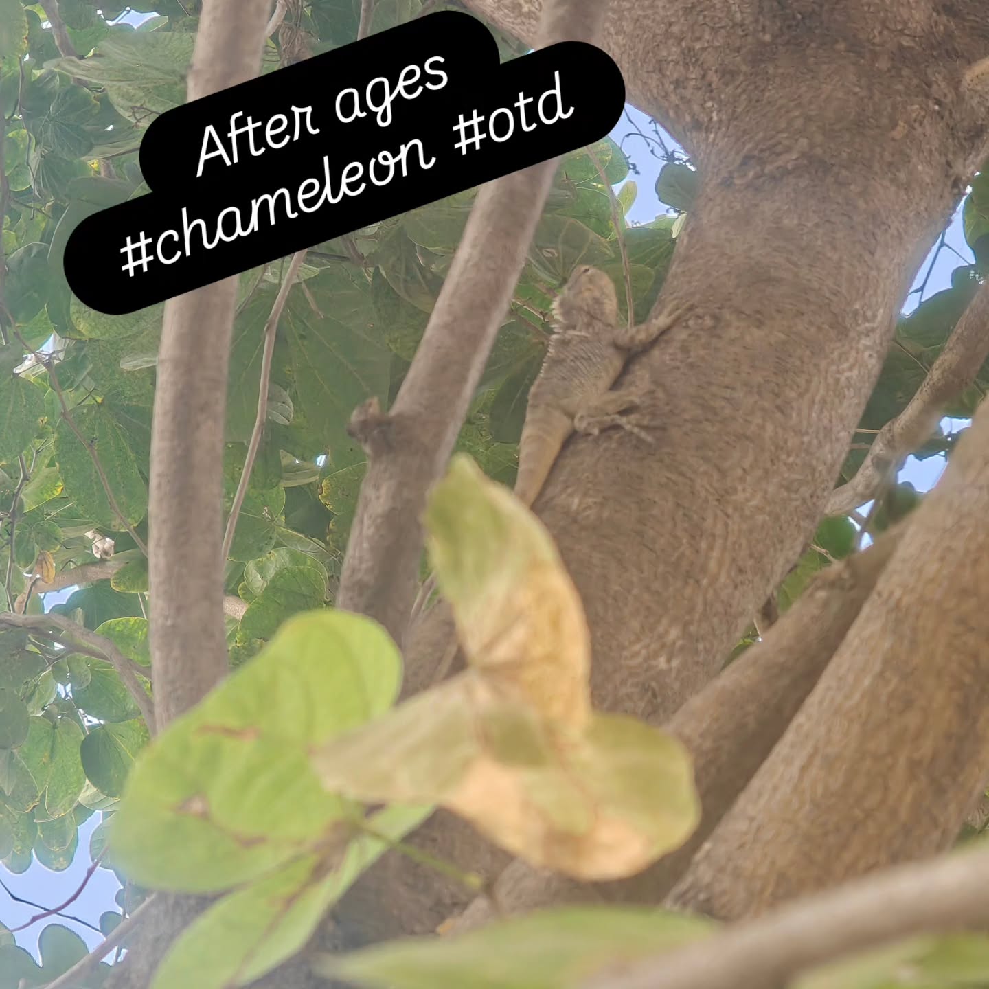 After ages darshan hue #chameleon #ootd