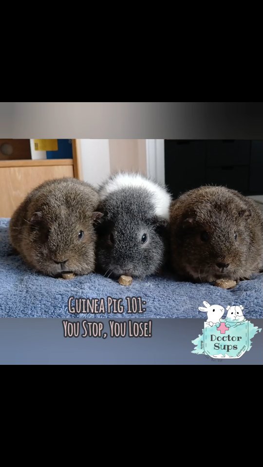 Dr Sups is always excited to see Fifi, Ginny, and Minnie again in their home! 😊
These three little potatoes 🐹🥔 are bursting with personalities, full of beans and cheeky little antics, brightening up every home visit with a smile.
Wishing everyone a lovely wheek-end ahead!
#doctorsupsveterinary #doctorsups #pocketpetvet #mobileveterinaryservice #rabbitcare #guineapigcare #ratcare #mousecare