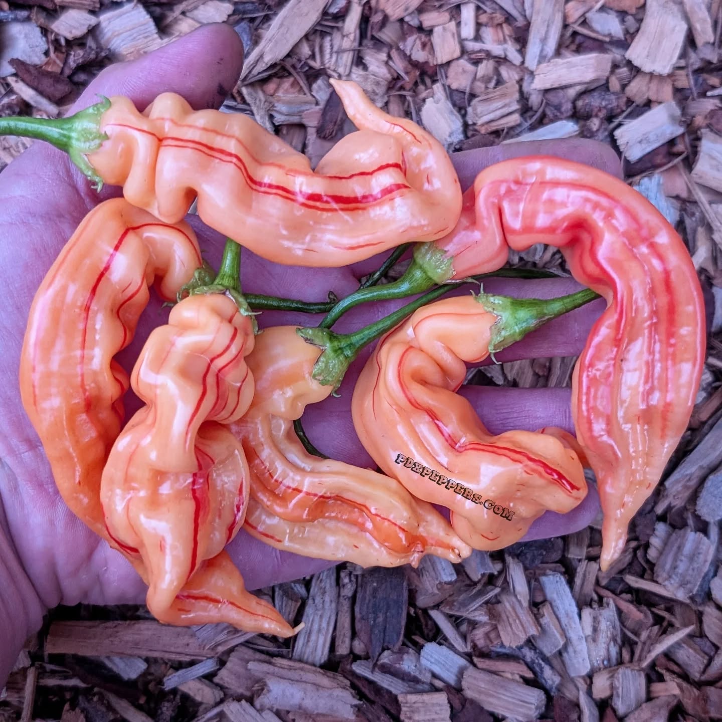 The sought after Sugar Rush Peach Stripey has been added back to the website! Get seeds while they last 🤘😎
•
•
•
#PepperBusiness #HotSauce #FermentedHotSauce #FreshPeppers #PortlandOregon #StJohnsFarmersMarket #PDXPeppers #ChiliPeppers #SpicySauce #ThePepperNursery #ArtisanHotSauce #FreshLocalPeppers #PortlandPeppers #PDXFoodies #PDXFarmersMarket #FarmToBottle #PepperFarm #FermentedPeppers #SpicyFoodLovers #PDXart #LocalHotSauce #PepperGrower #PortlandFarmersMarket #ChiliHeads #FarmersMarketFinds #PDXSpicy