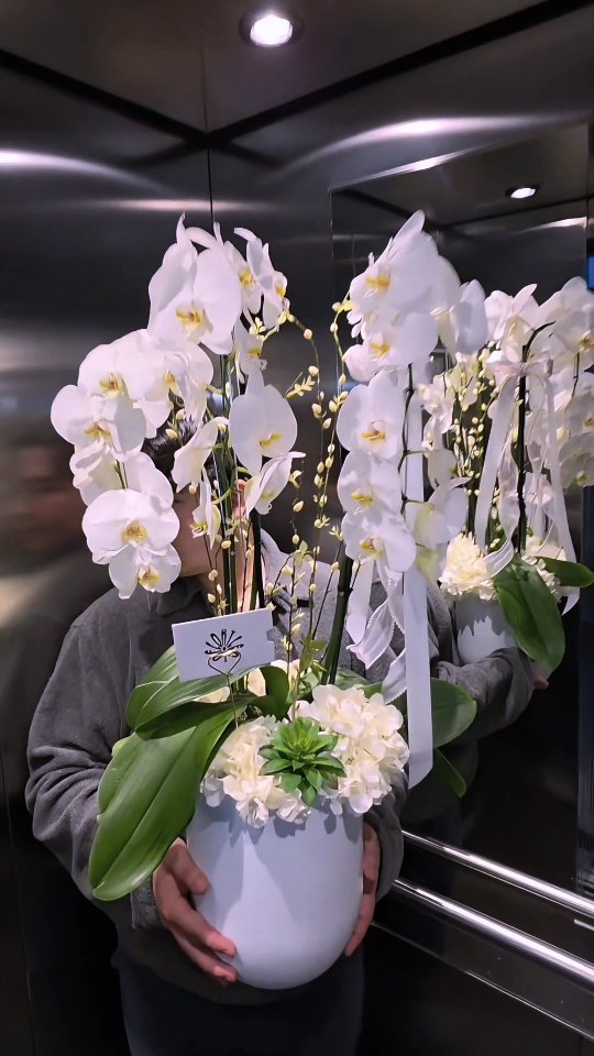 “Triple vara de orquídea en cascada, diseñada para llenar cualquier espacio de luz y sofisticación. Un detalle que transforma y enamora desde el primer vistazo.”
#Orquideas #OrquideaPhalaenopsis #OrquideasEnMaceta #OrquideasBlancas #OrchidLovers #OrchidAddict #OrchidOfTheDay #DecoracionConPlantas #PlantLovers #FlowerDesign #OrchidCollection #FlowerLovers