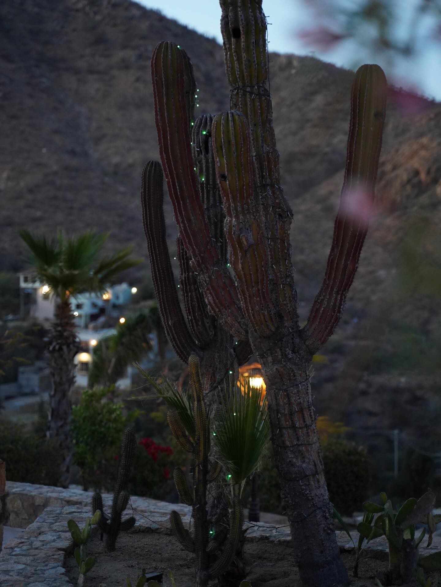 Even at our Irish castle, we let the Baja landscape speak for itself 🌵
Come experience its beauty & book directly with us today ☘️
#cabosanlucas #boutiquehotelcabo #gardendesign