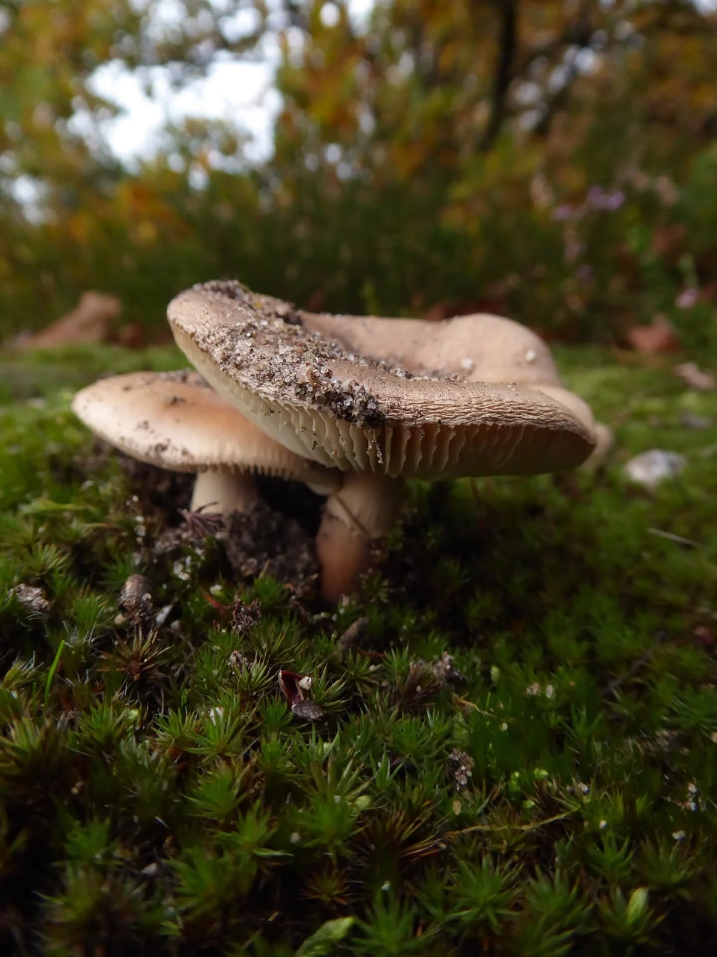 Hier een kleine selectie van foto's die door onze leden zijn genomen tijdens onze herfstwandeling.🍁📸😁
---
Here a little selection of pictures taken at our Autumn Walk by our members.🍁📸😁