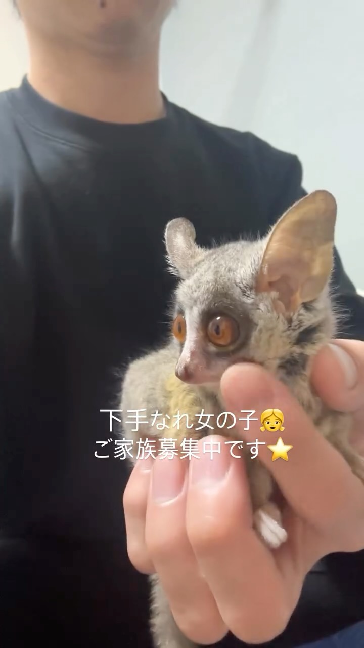 とても大人しい女の子です⭐️🐵
#ショウガラゴ #ショウガラゴブリーダー #ショウガラゴのいる生活 #ショウガラゴショップ#ショウガラゴ販売 #公式ショウガラゴショップ