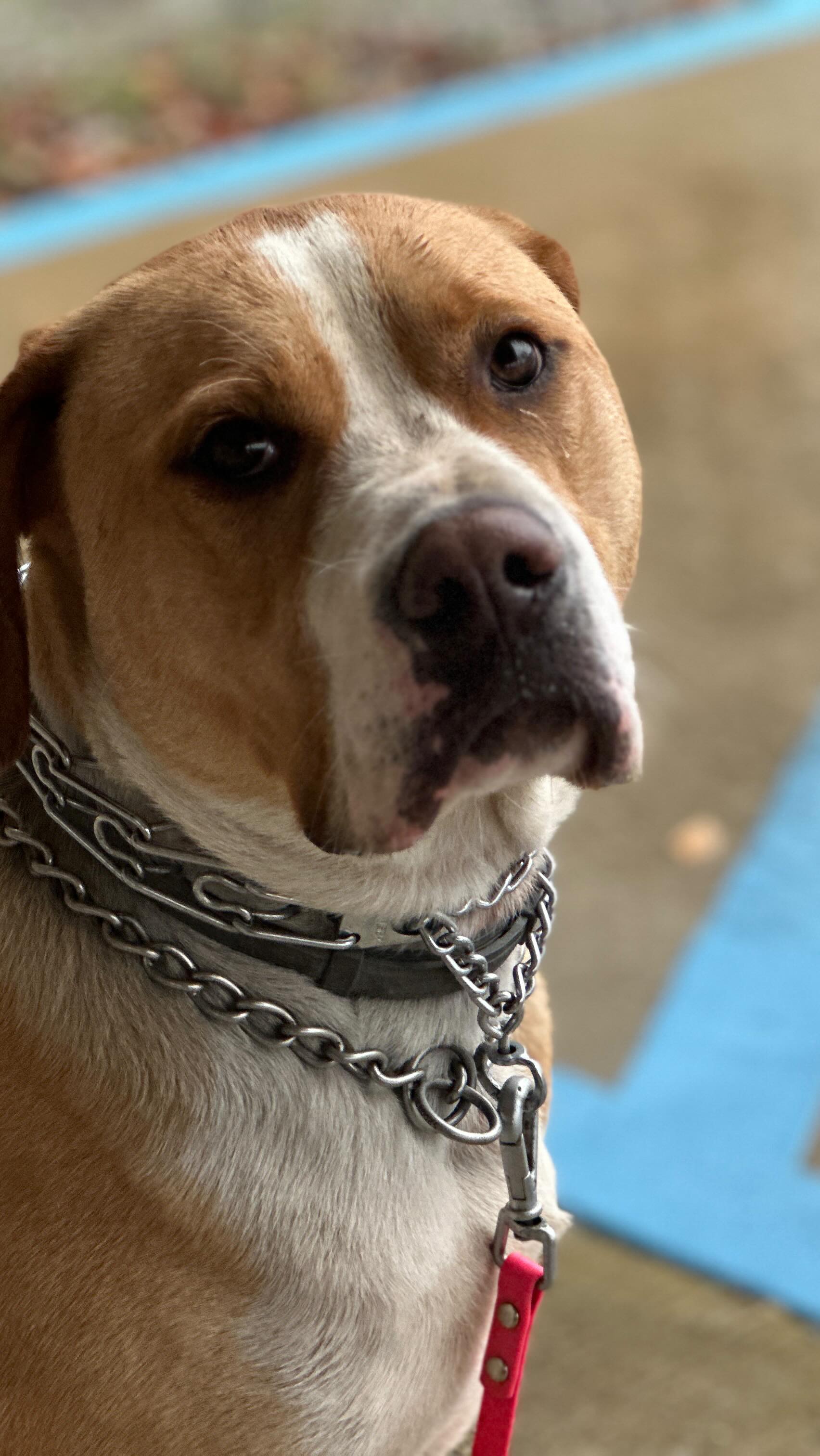 Even on a dreary, rainy day biological fulfillment is necessary. What’s better than actually chasing an actual squirrel?🐿️
@a.freedom.journey #dogtraining #offleash #bullybreedsofinsta