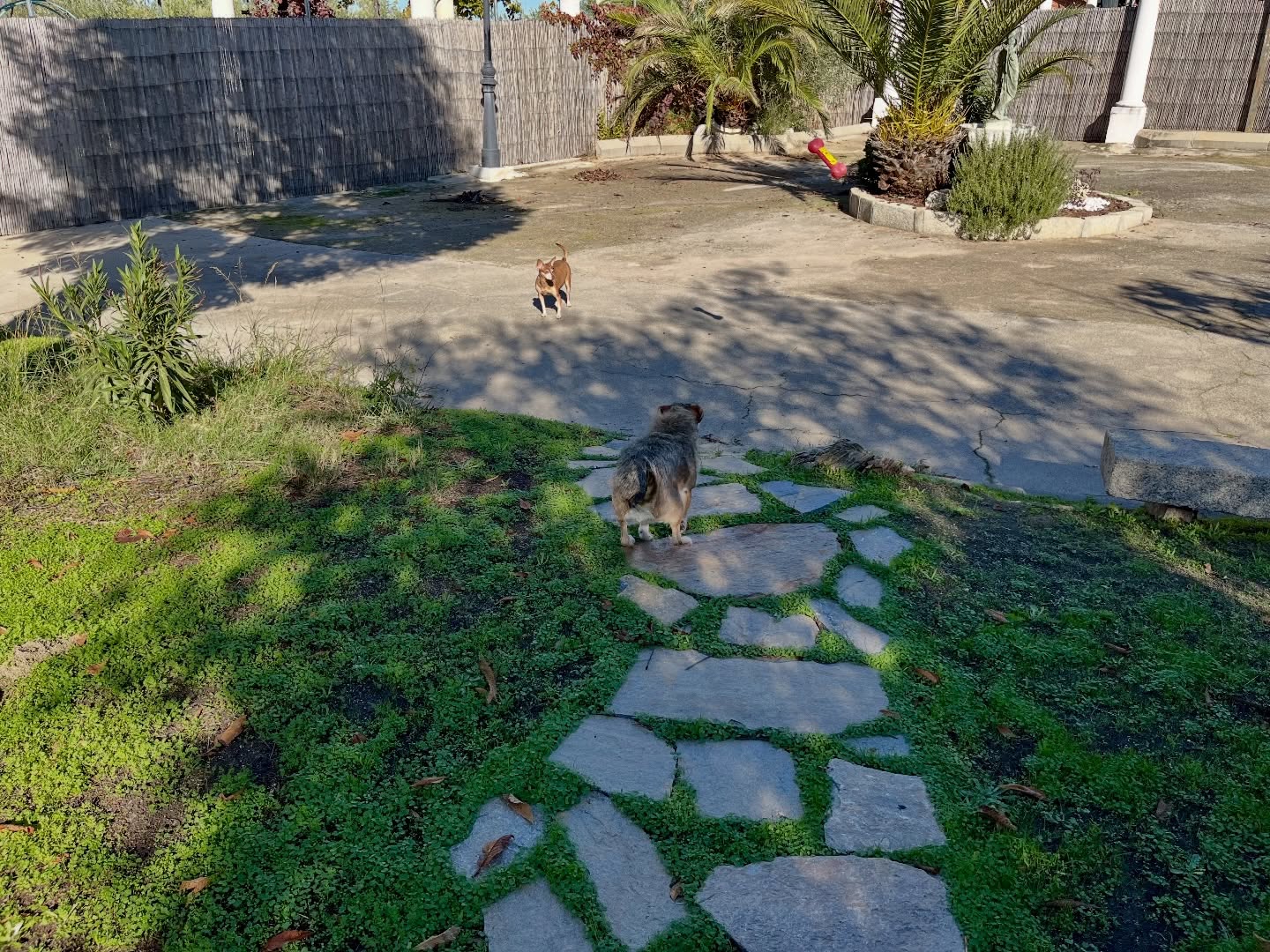 #cuidadoresdeperros #madrid #perrospequeños #españa #hoteldeperros