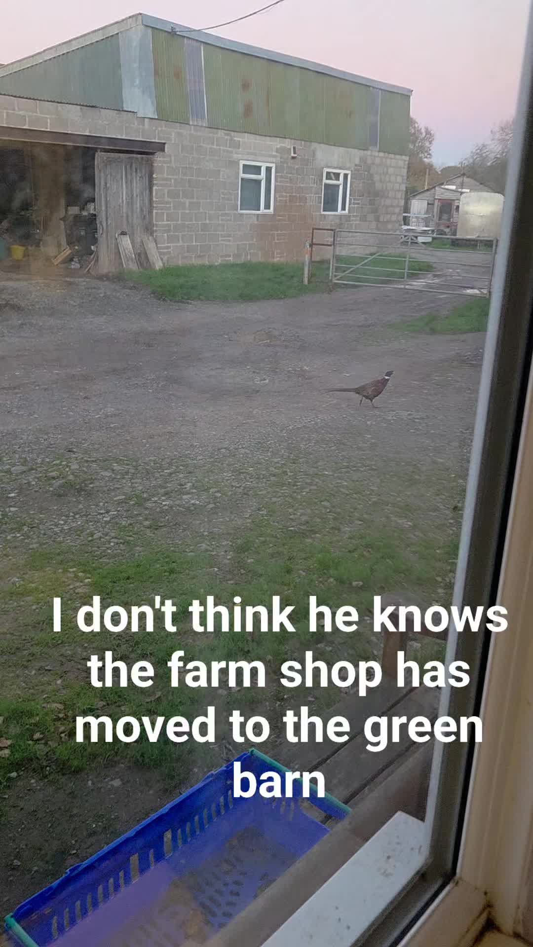I dont think this pheasant knows the farm shoped has moved to the Ewe Store Building