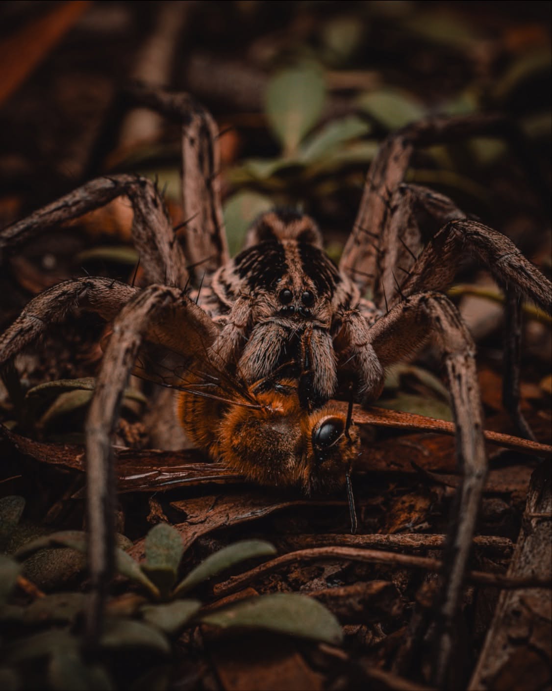 Ok, I promise this will be the last spider for a while..
Last night whilst hunting around for critters I found this clever little #WolfSpider sitting under lighting waiting for a snack to fall out of the sky dazed and confused. Unfortunately for this #westernhoneybee it landed right in between the lens and the Wolf Spider who quickly grabbed it and took off like uber eats.
#ausgeo #australiangeographic
#nature #wildlife #wildlifephotography #australia #spiders #spidersofinstagram #wolfspiders #beesofinstagram #canonr5markⅱ #rf100mmf28lmacroisusm #STBANZ @canonanz @cygnustech #cygnustechdiffuser a⬅️<Get One!>