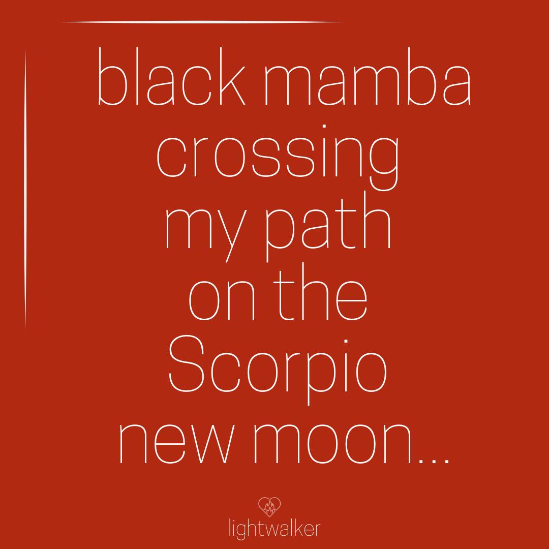 🐍 this animal omen couldn’t be more powerful or timely
🐍 snakes may be messengers of transformations, invitations to work with one’s shadow or a reminder of one’s innate power
What do you think?
#newmoon #transformation #newchapter